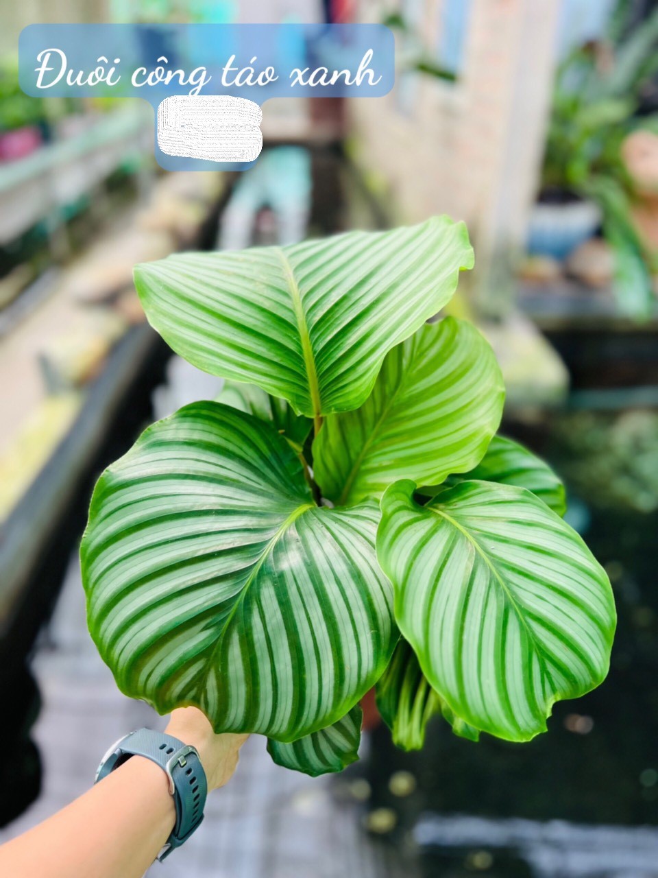 đuôi công táo xanh p 75