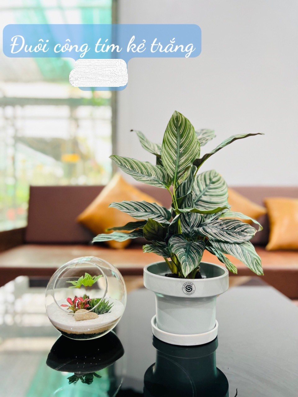 đuôi công tím kẻ trắng 65