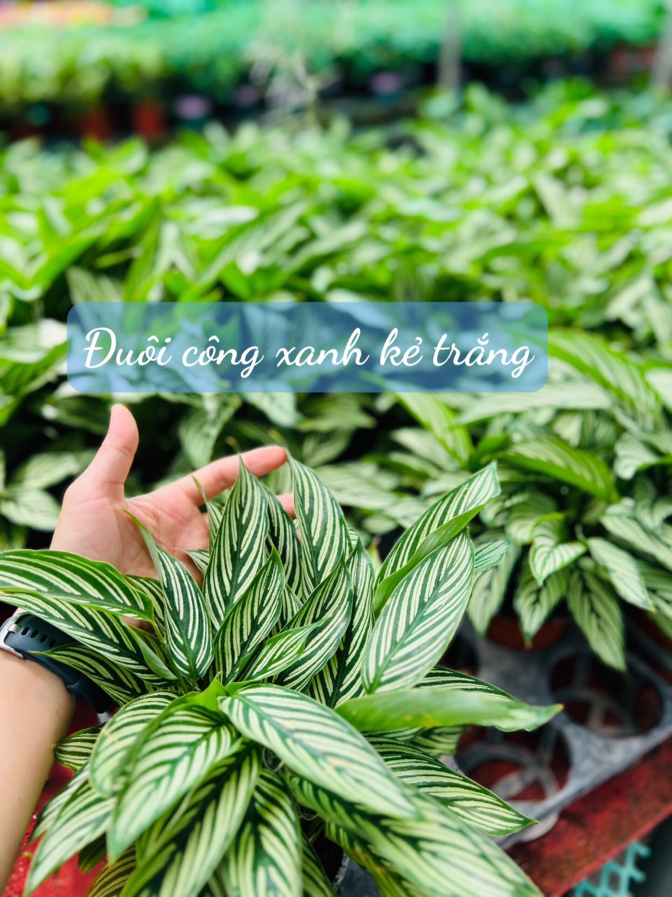 đuôi công xanh kẻ trắng