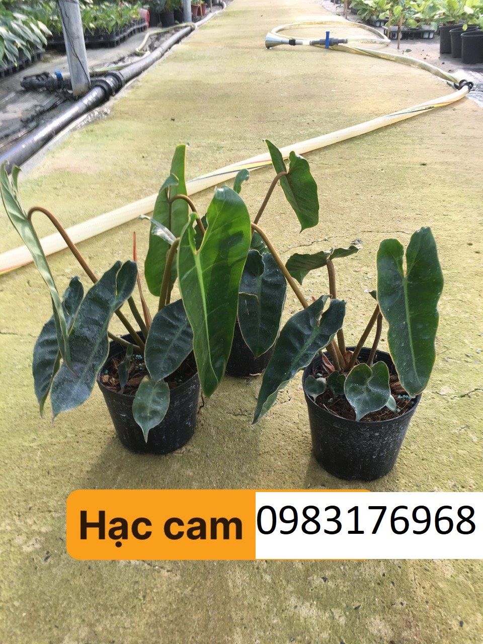hạc cam 45