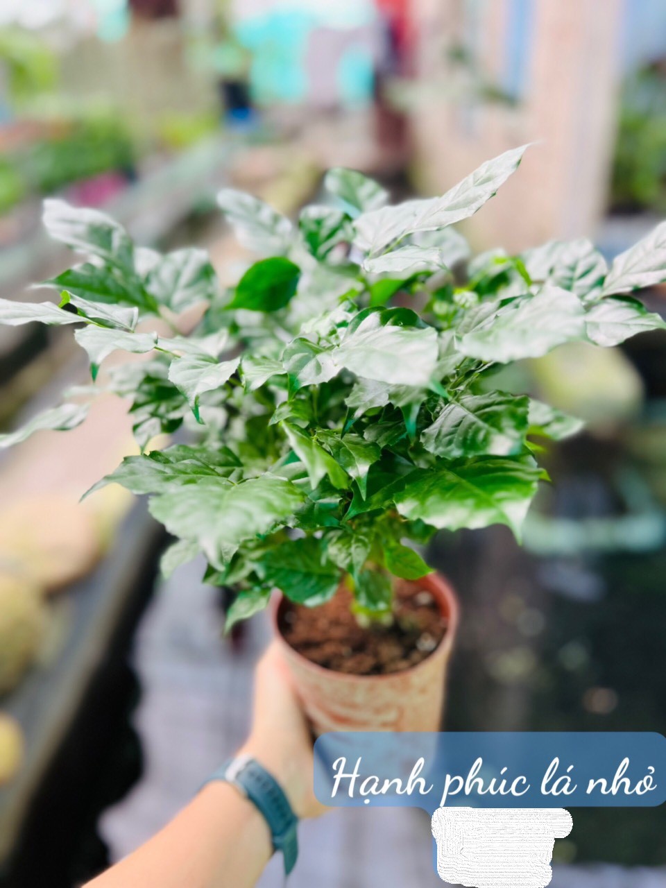 hạnh phúc lá nhỏ 80