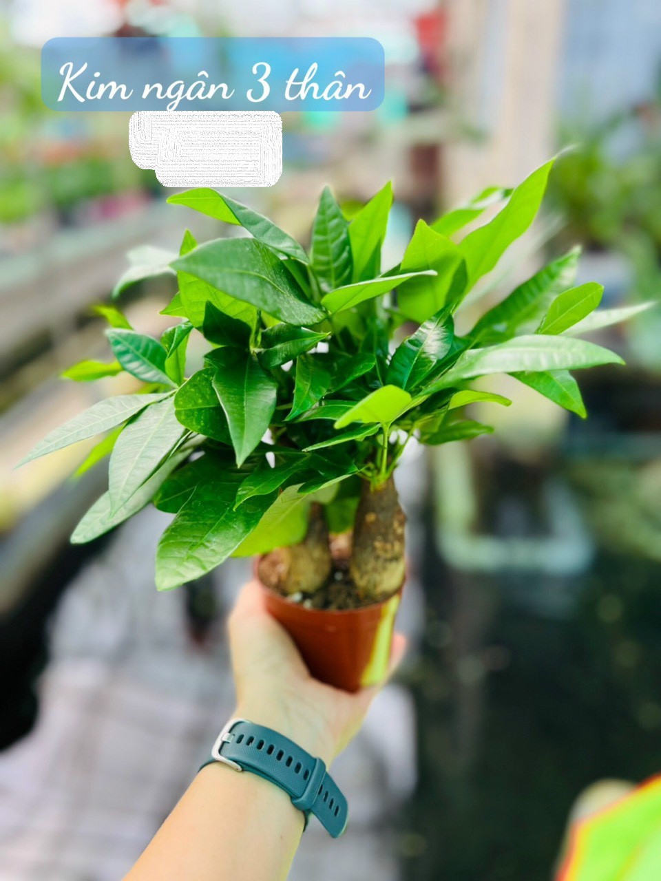 kim ngân 3 thân 50
