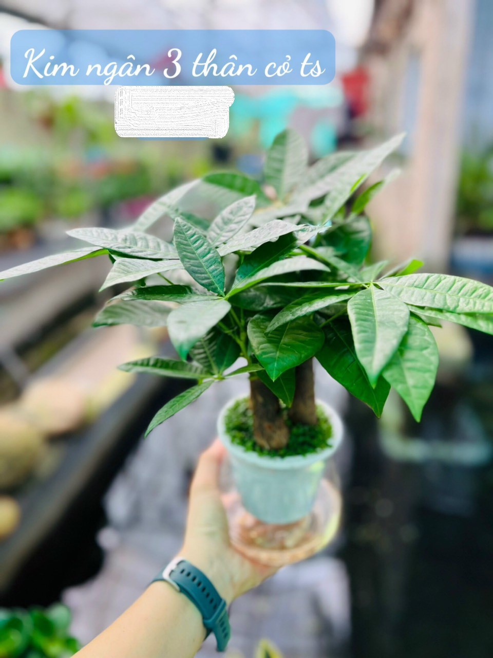 kim ngân 3 thân cỏ ts 65