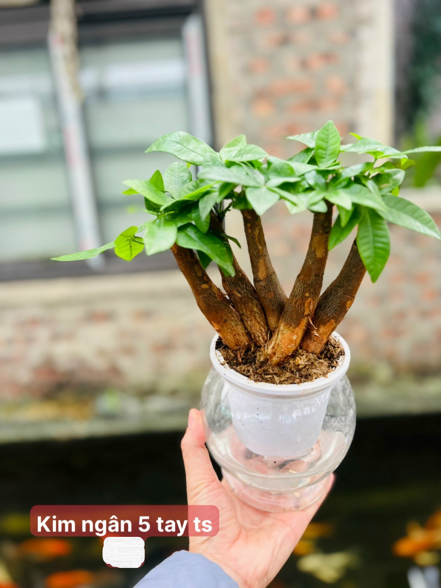 kim ngân 5 tay (thủy sinh) 85