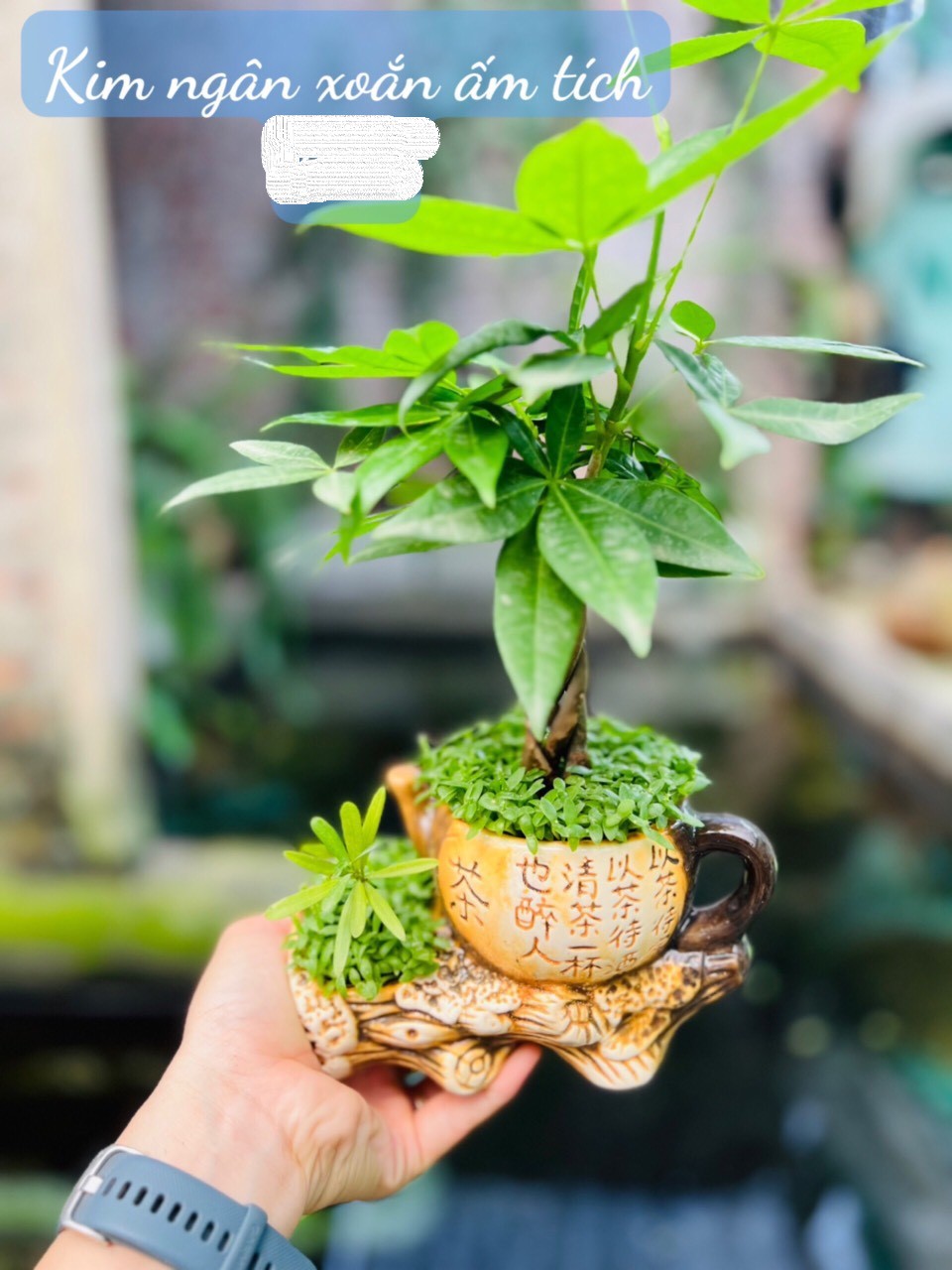 kim ngân xoắn ấm tích75