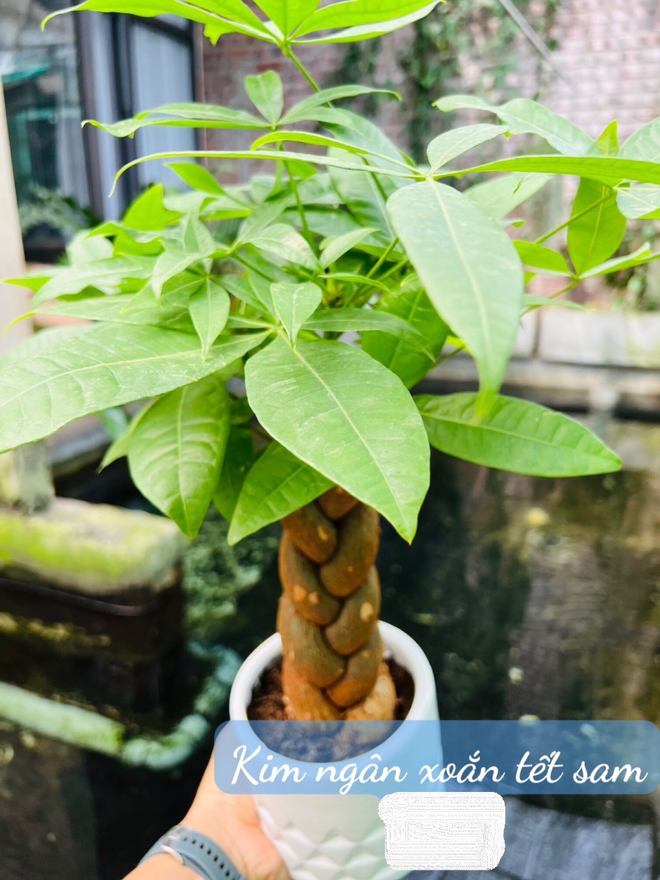 kim ngân xoắn tết sam 75