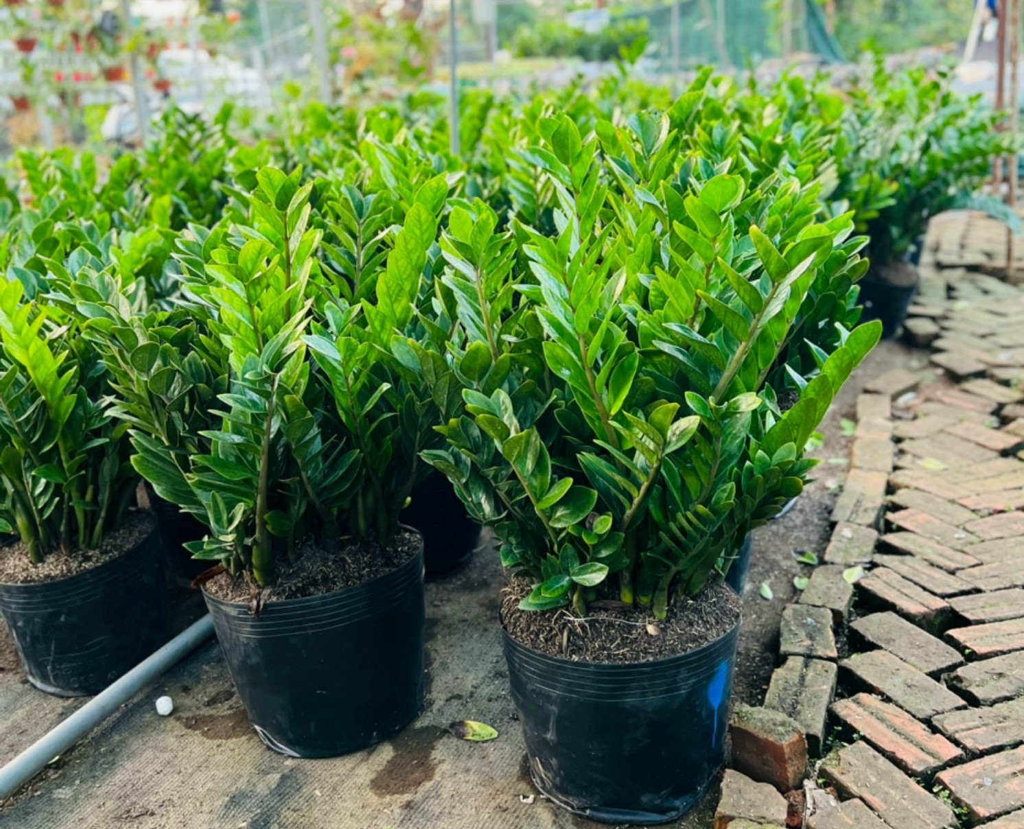 kim tiền 100-200-400