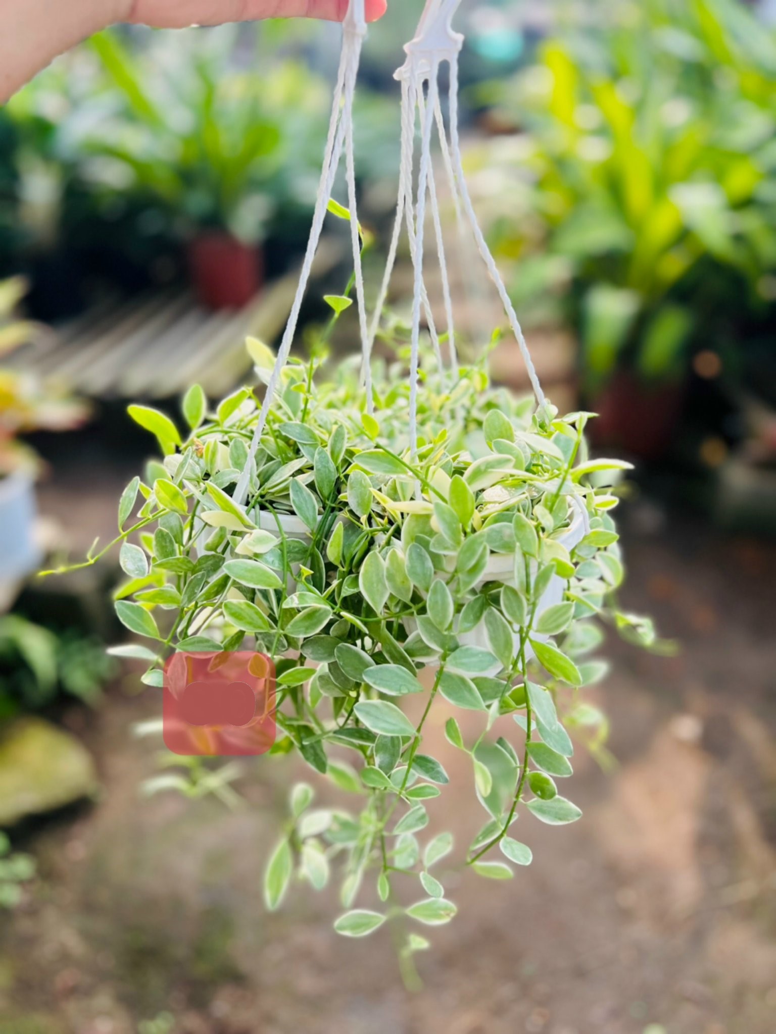 lan dưa cẩm thạch 30k