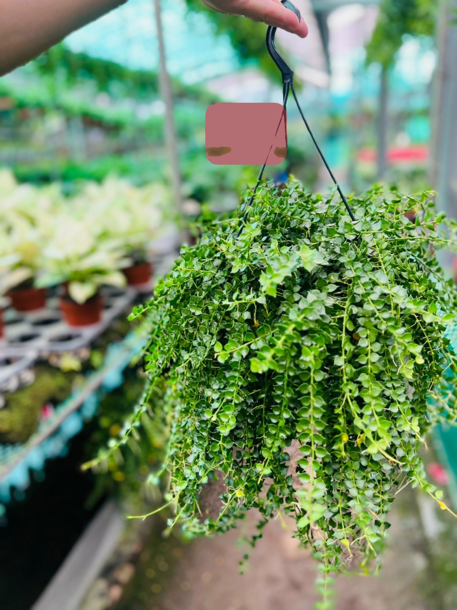 lan tim treo to 135k