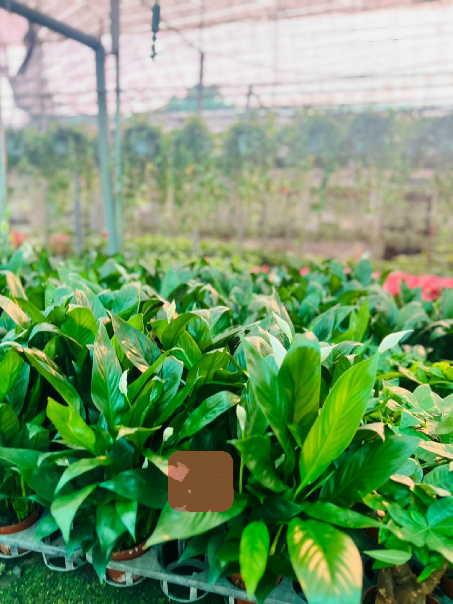 lan ý đất nhỏ 45k