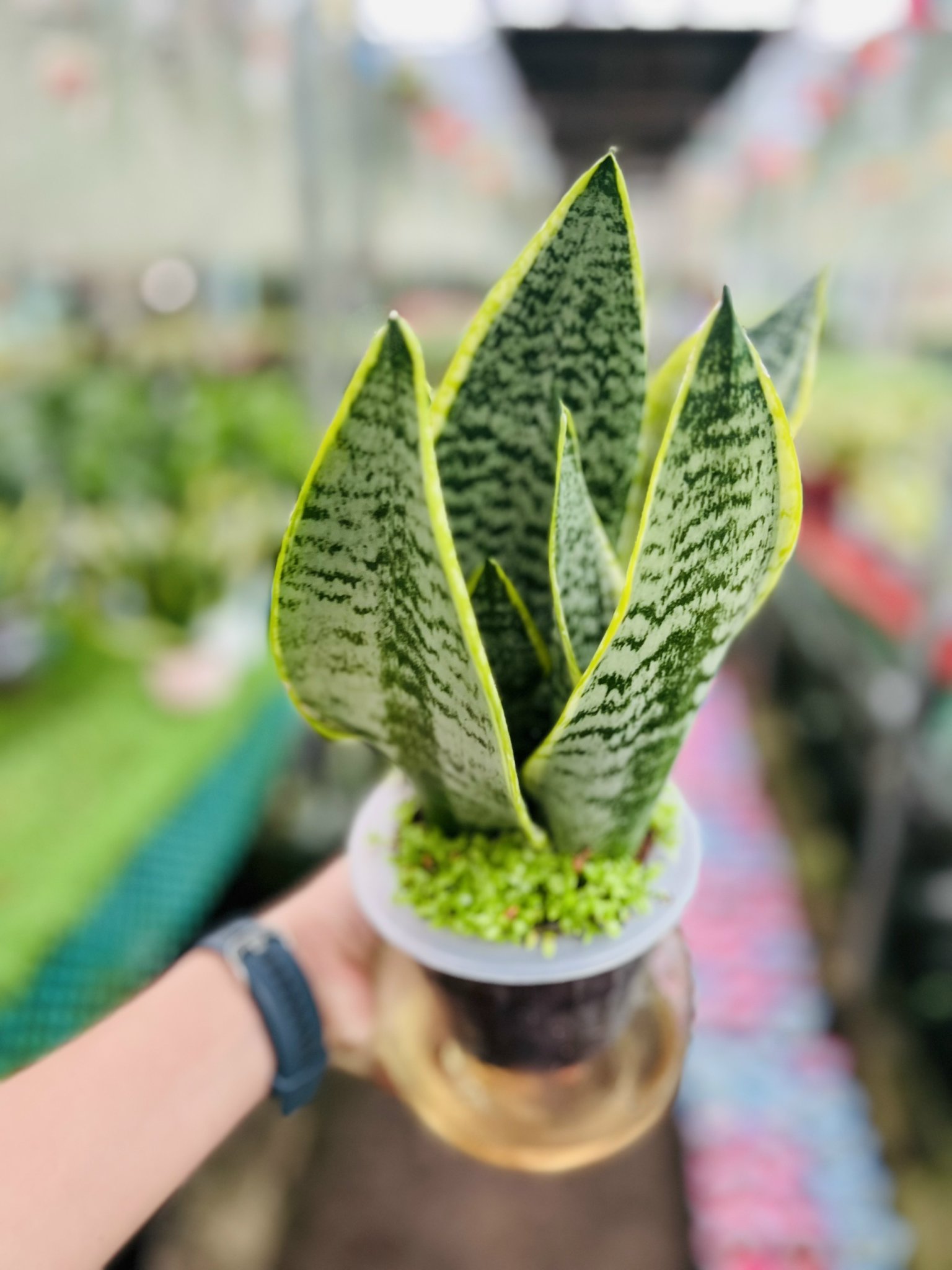 lưỡi hổ ta( ts)