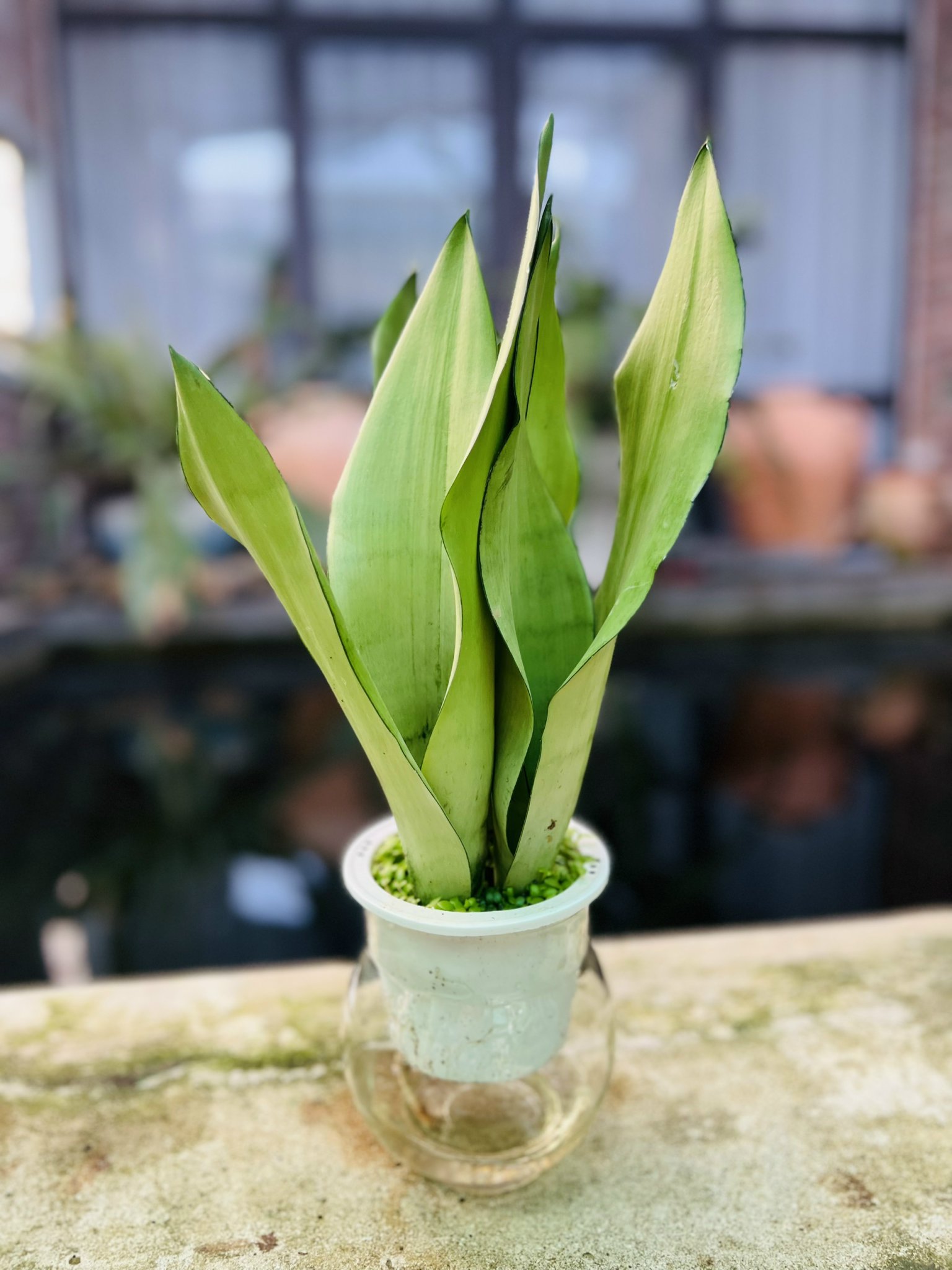 lưỡi hổ thái bạc