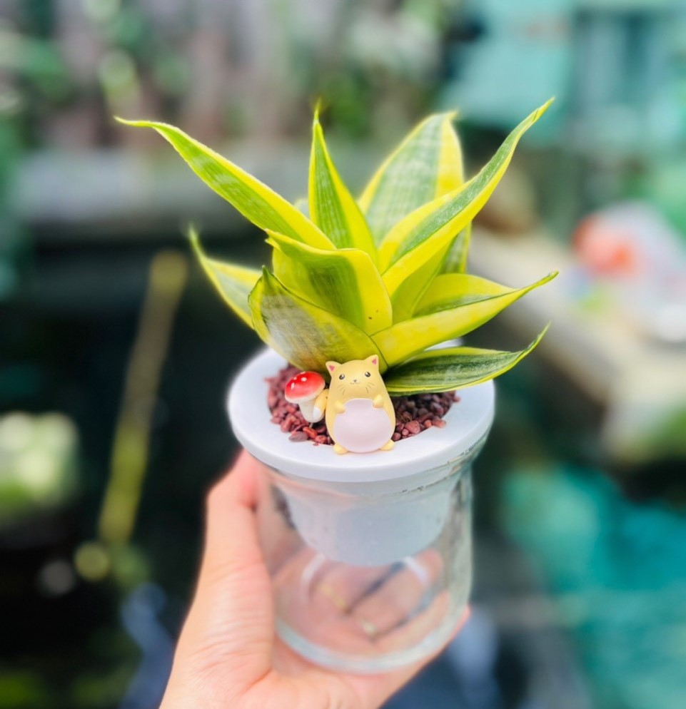 lưỡi hổ thái chậu thủy tinh 65