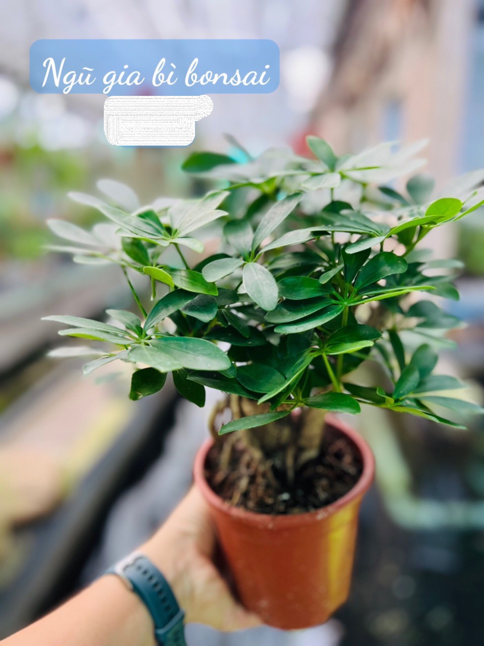 ngũ gia bì bonsai 65