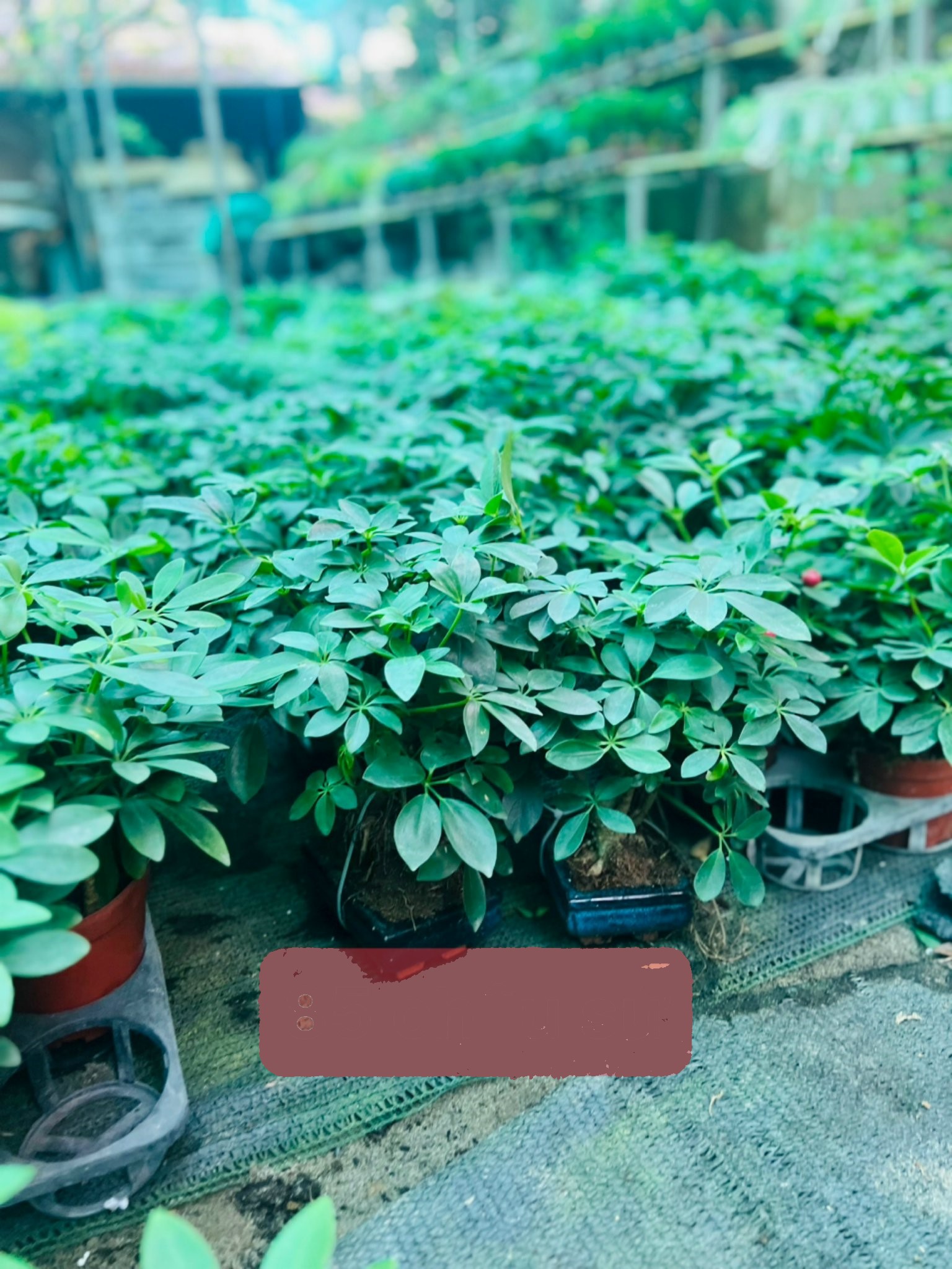 ngũ gia bì bs chậu sứ 85