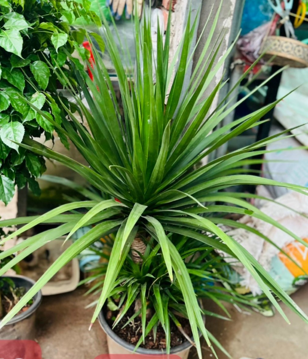 phát tài núi 2 tầng 550k