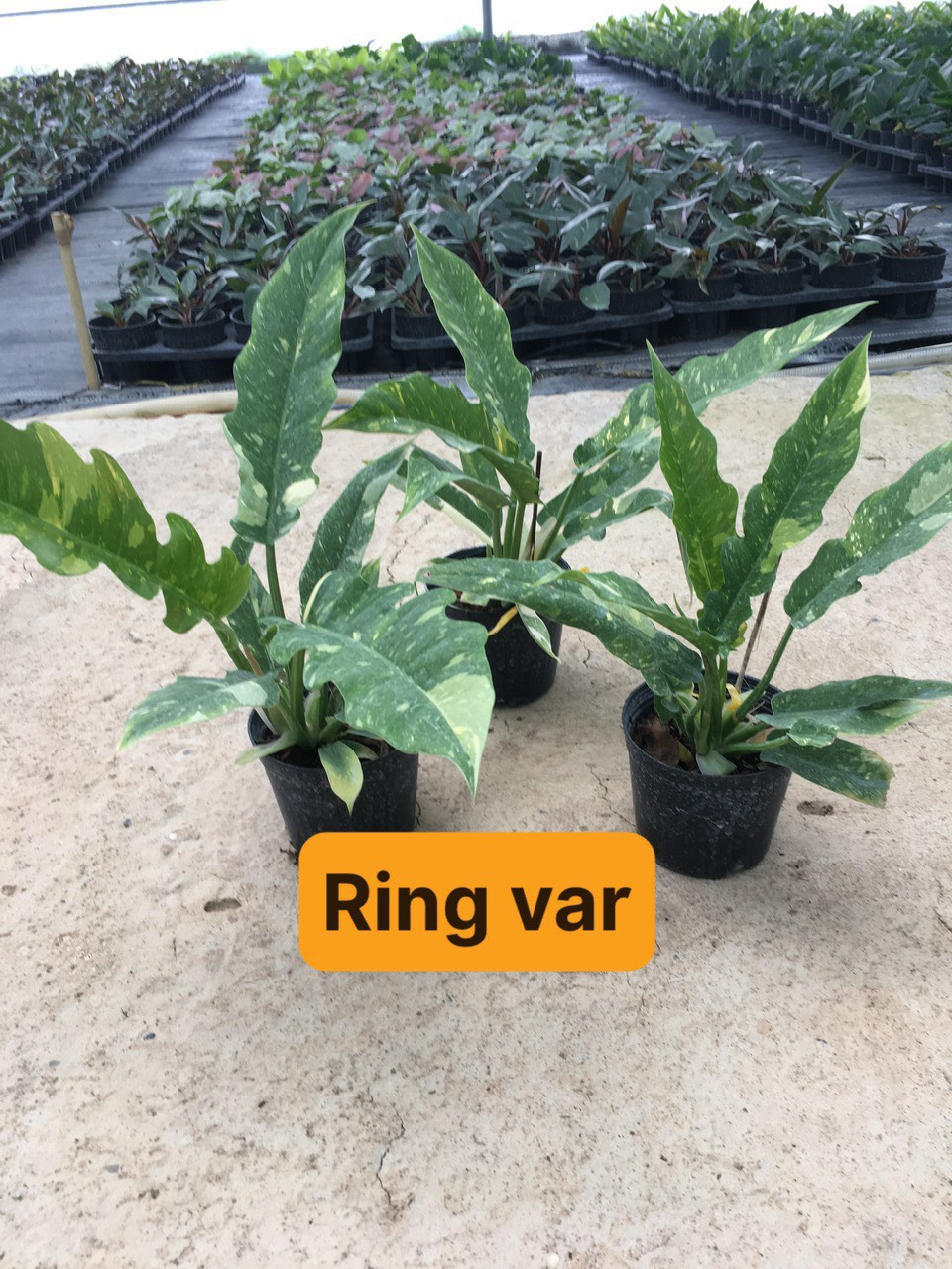 ring var ( chưa rõ giá)