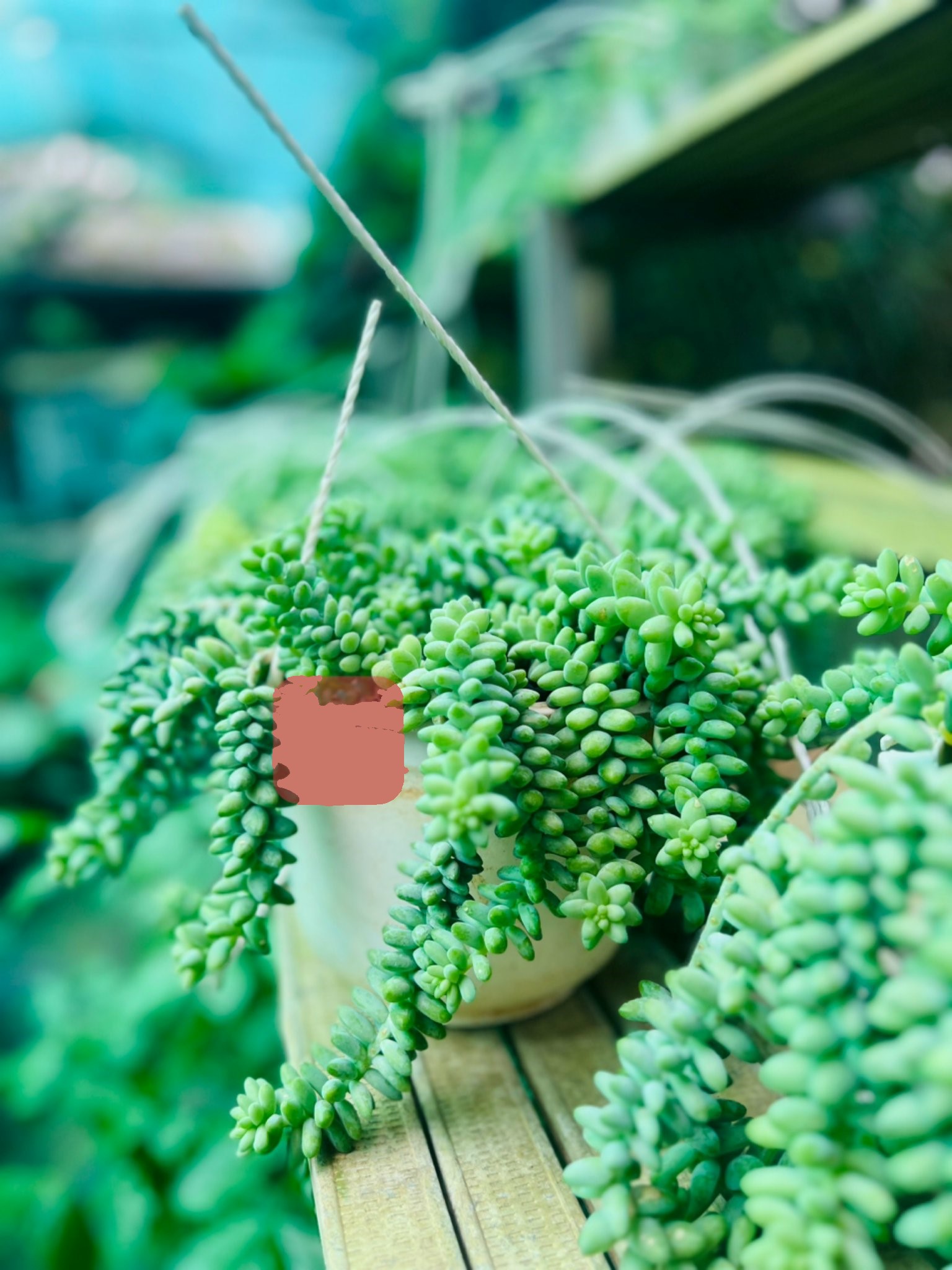 sen chuỗi ngọc 75k