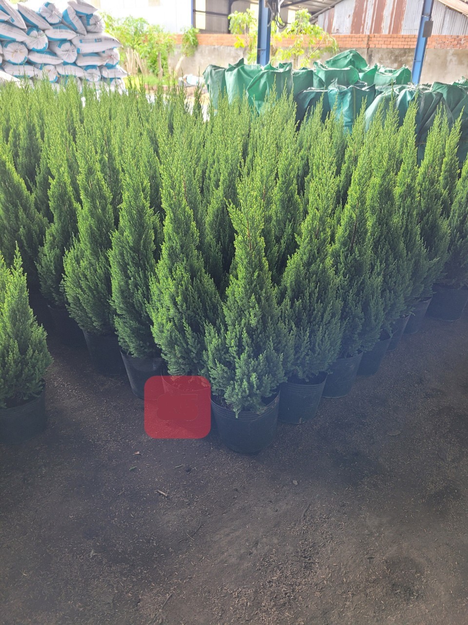 sơn tùng nhỏ 85k