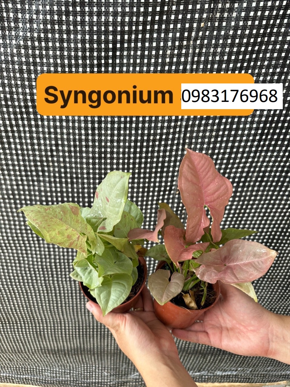 syngonium 35k
