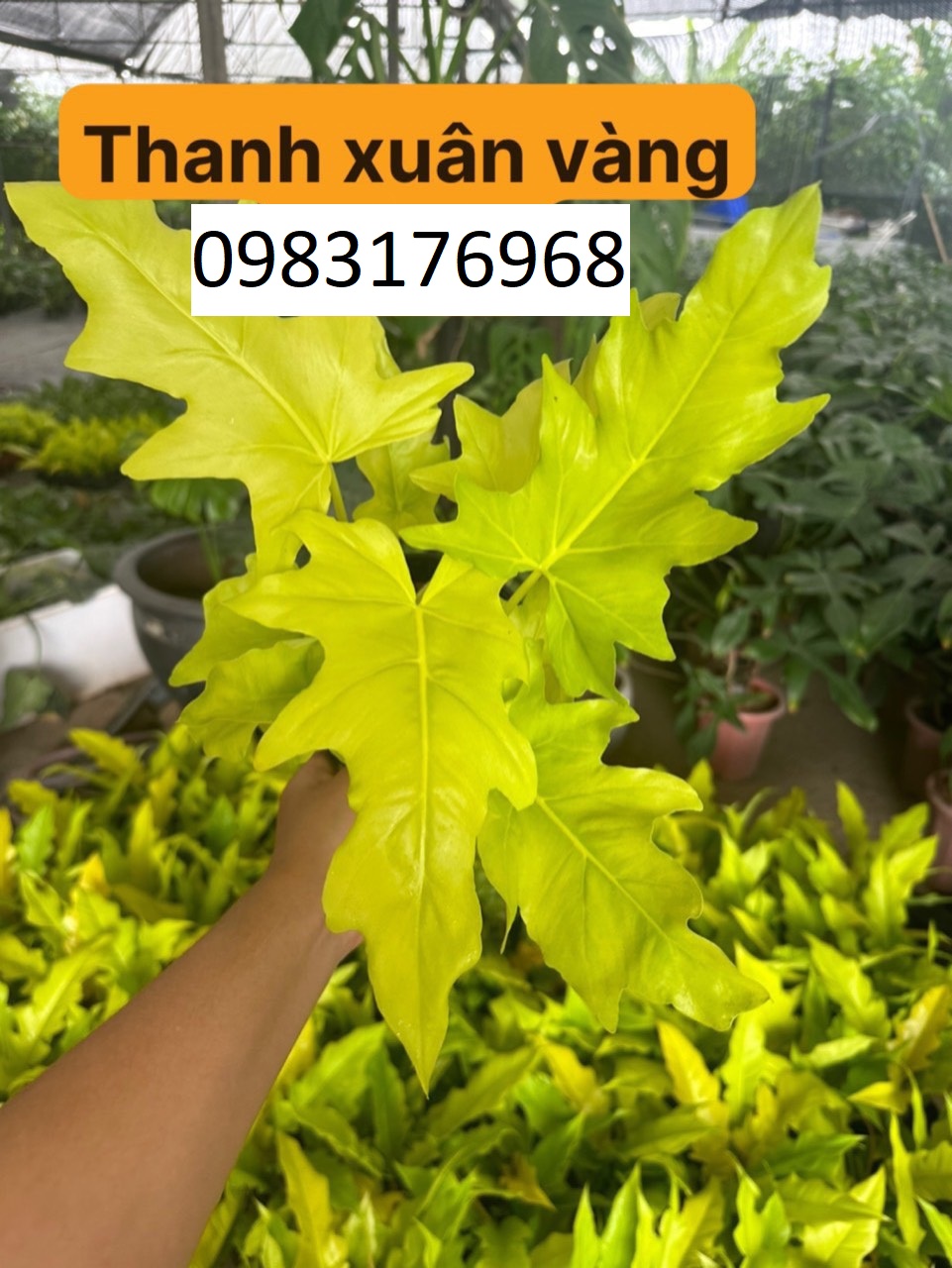 thanh xuân vàng 55