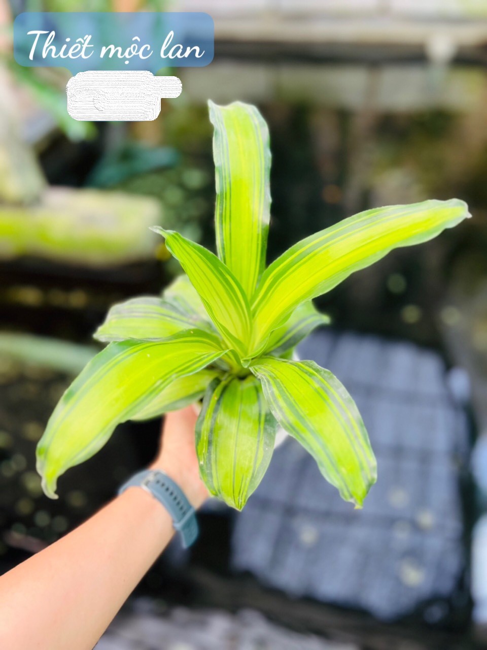 thiết mộc lan 35