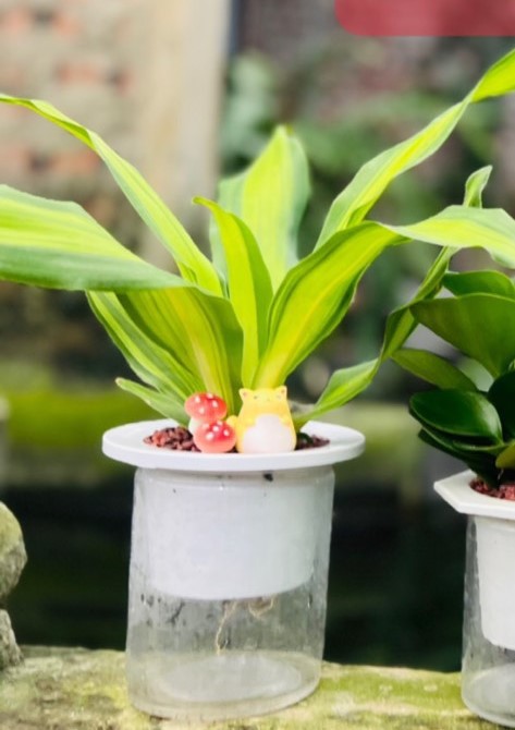 thiết mộc lan 50