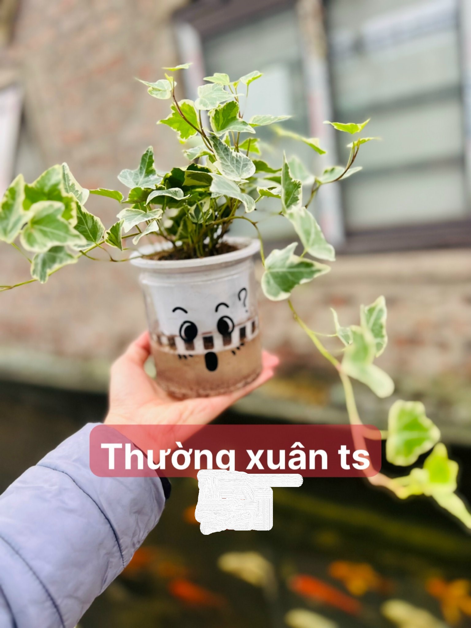 thường xuân ts 45