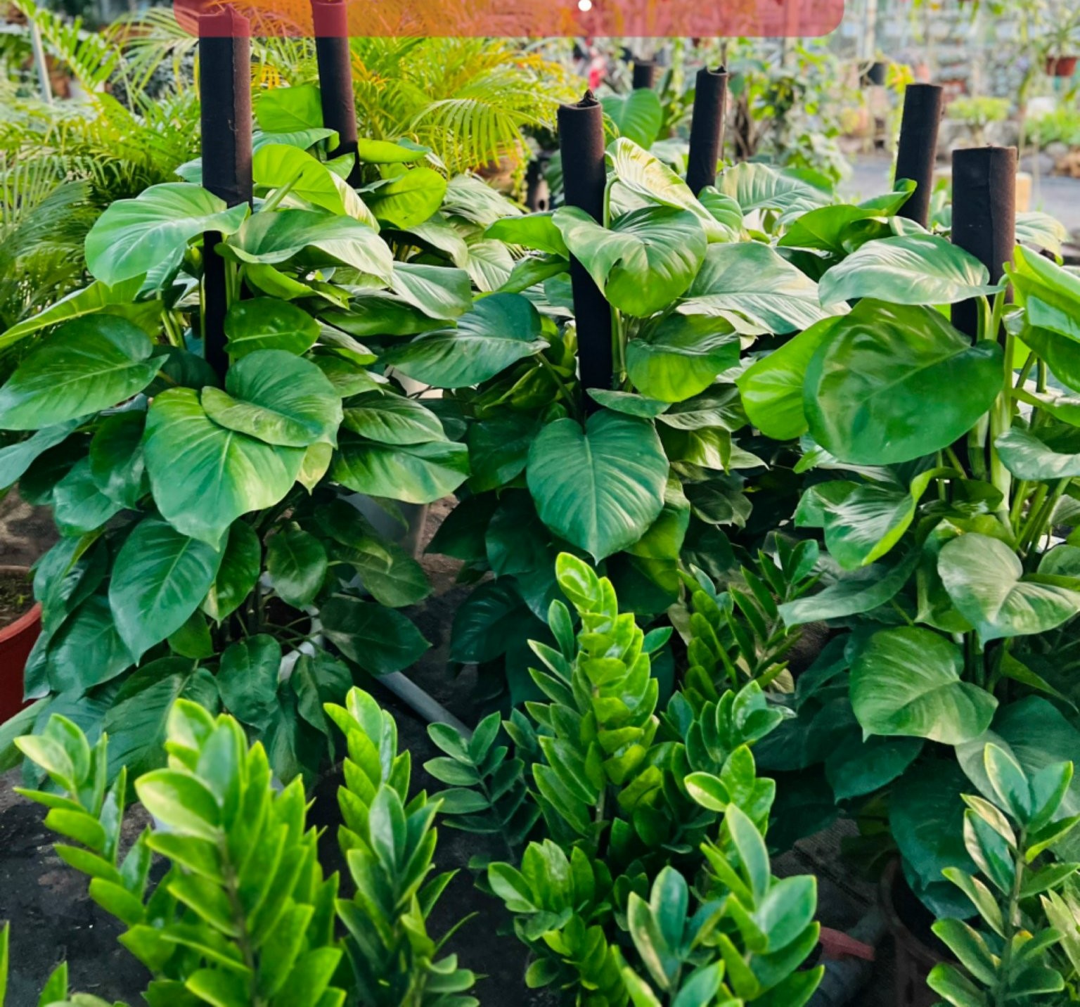 trầu bà cột 280