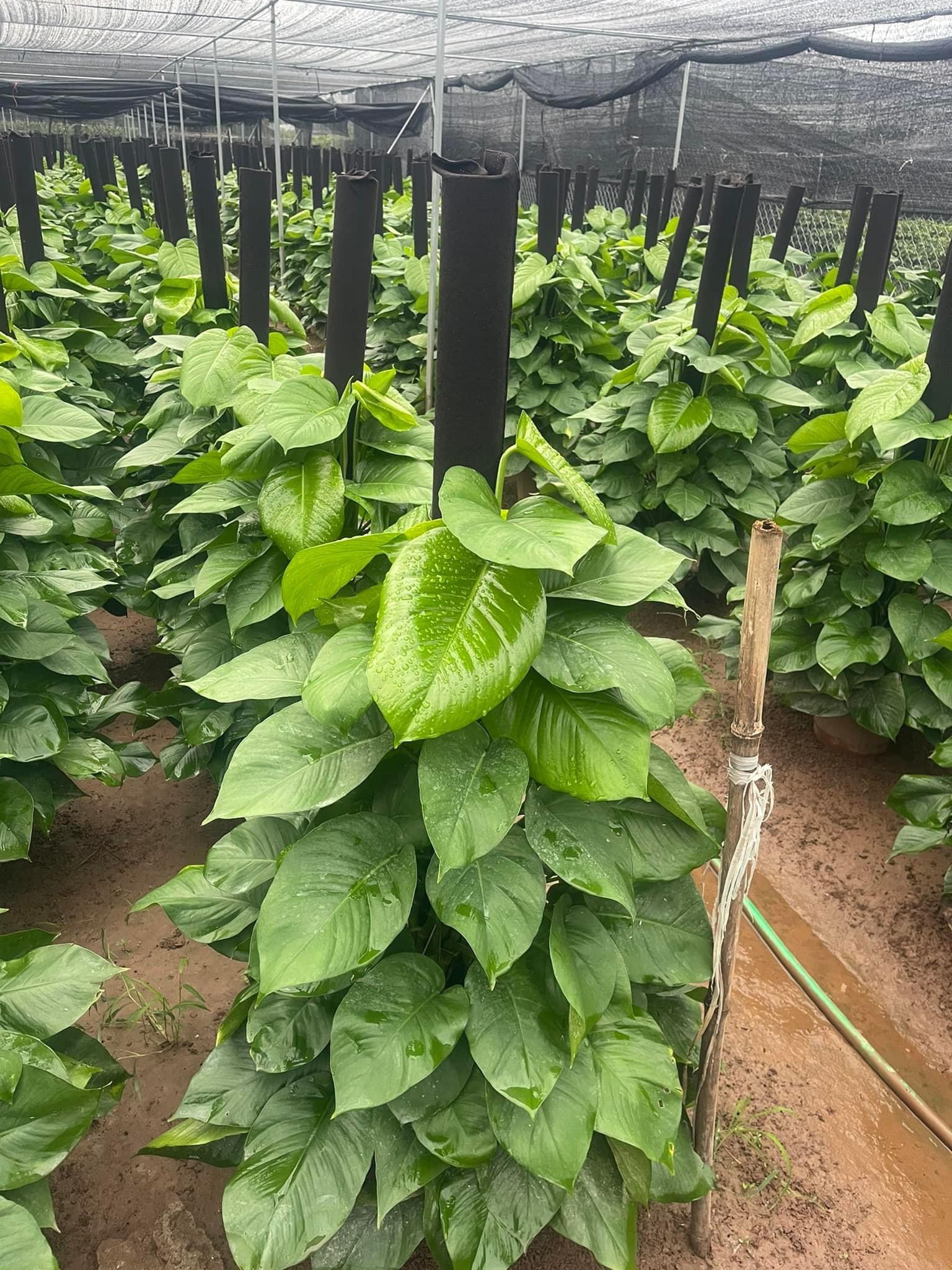 trầu bà cột 280k