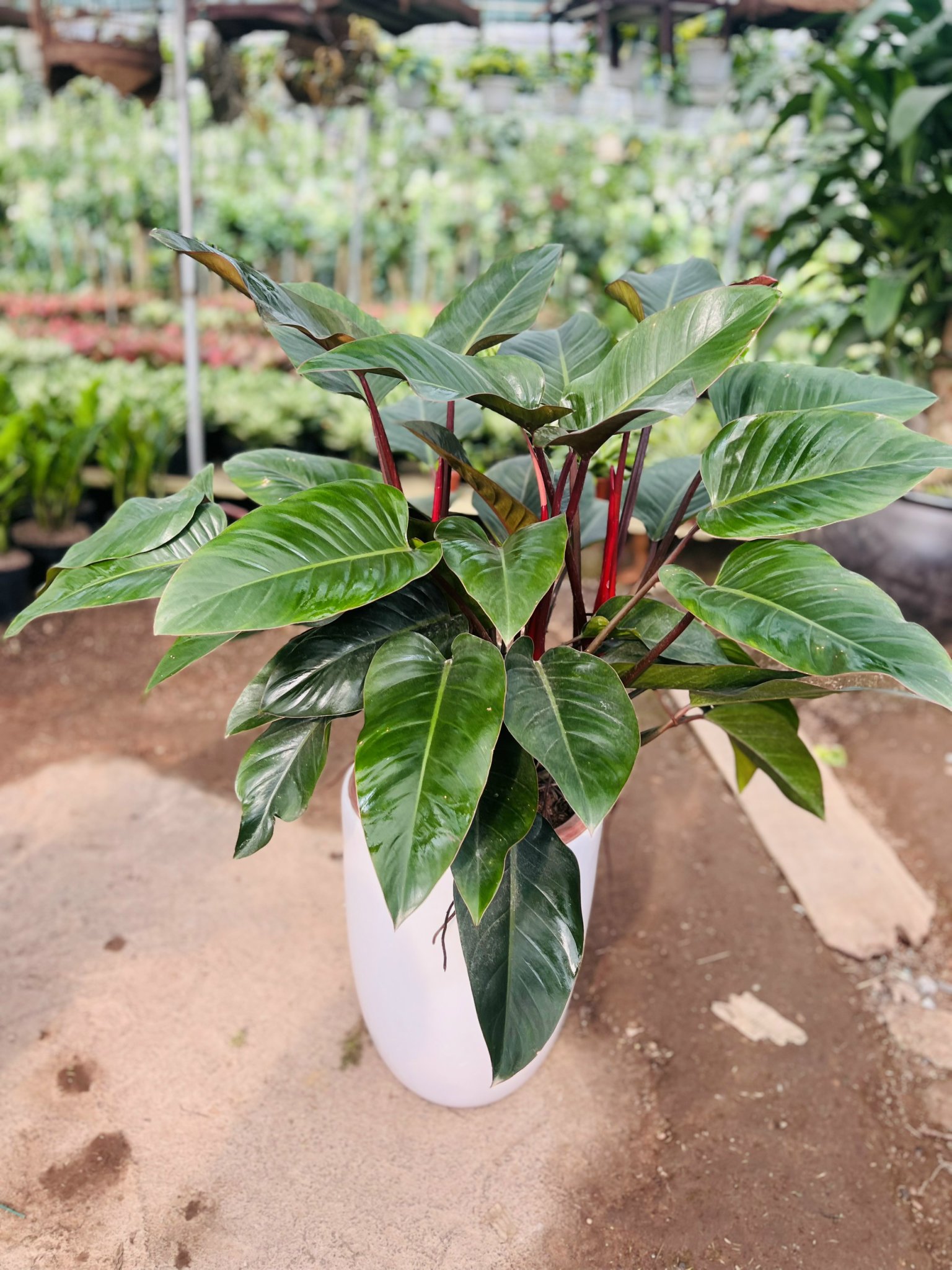 trầu bà đế vương đỏ 175