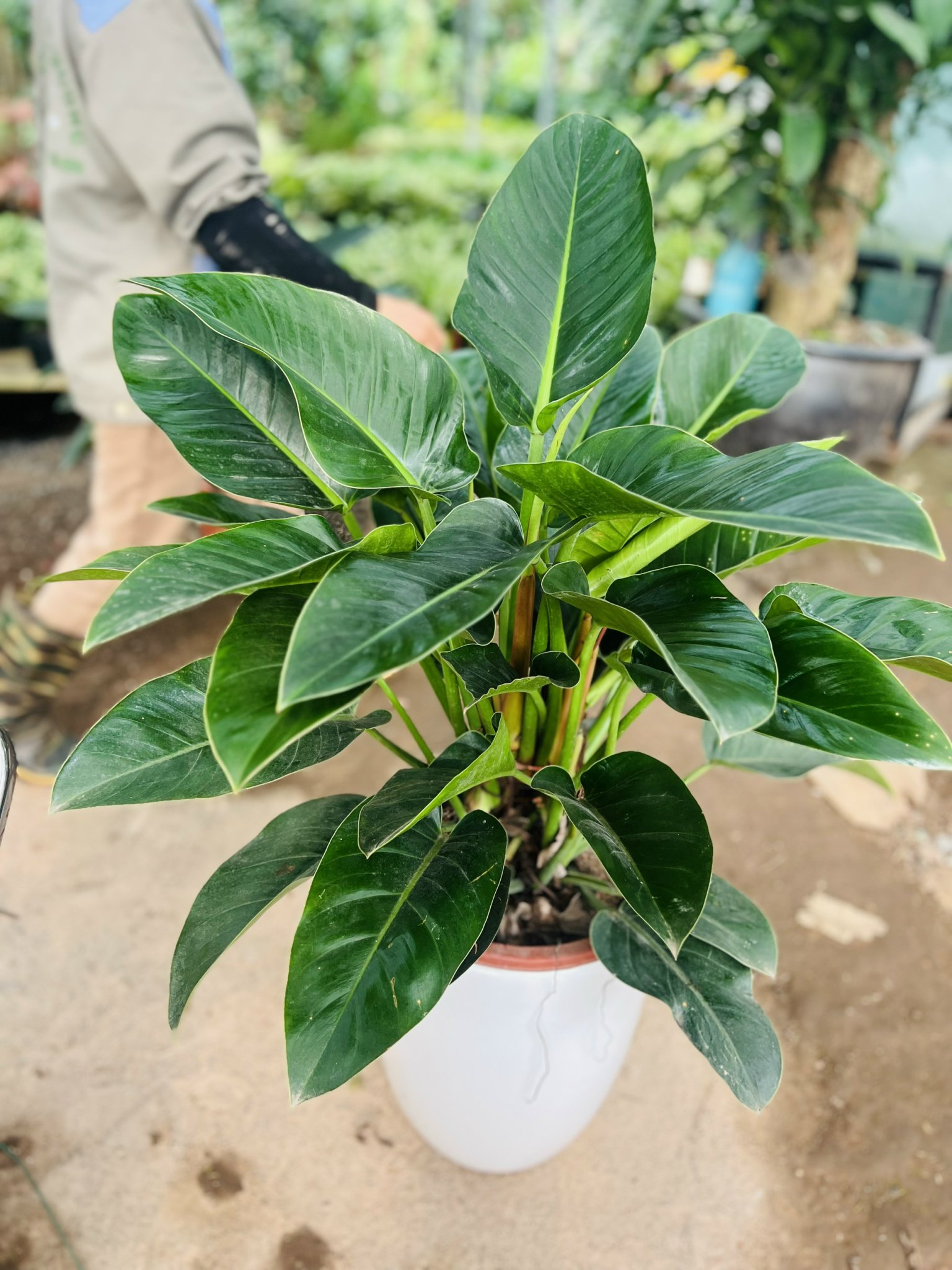 trầu bà đế vương xanh 175