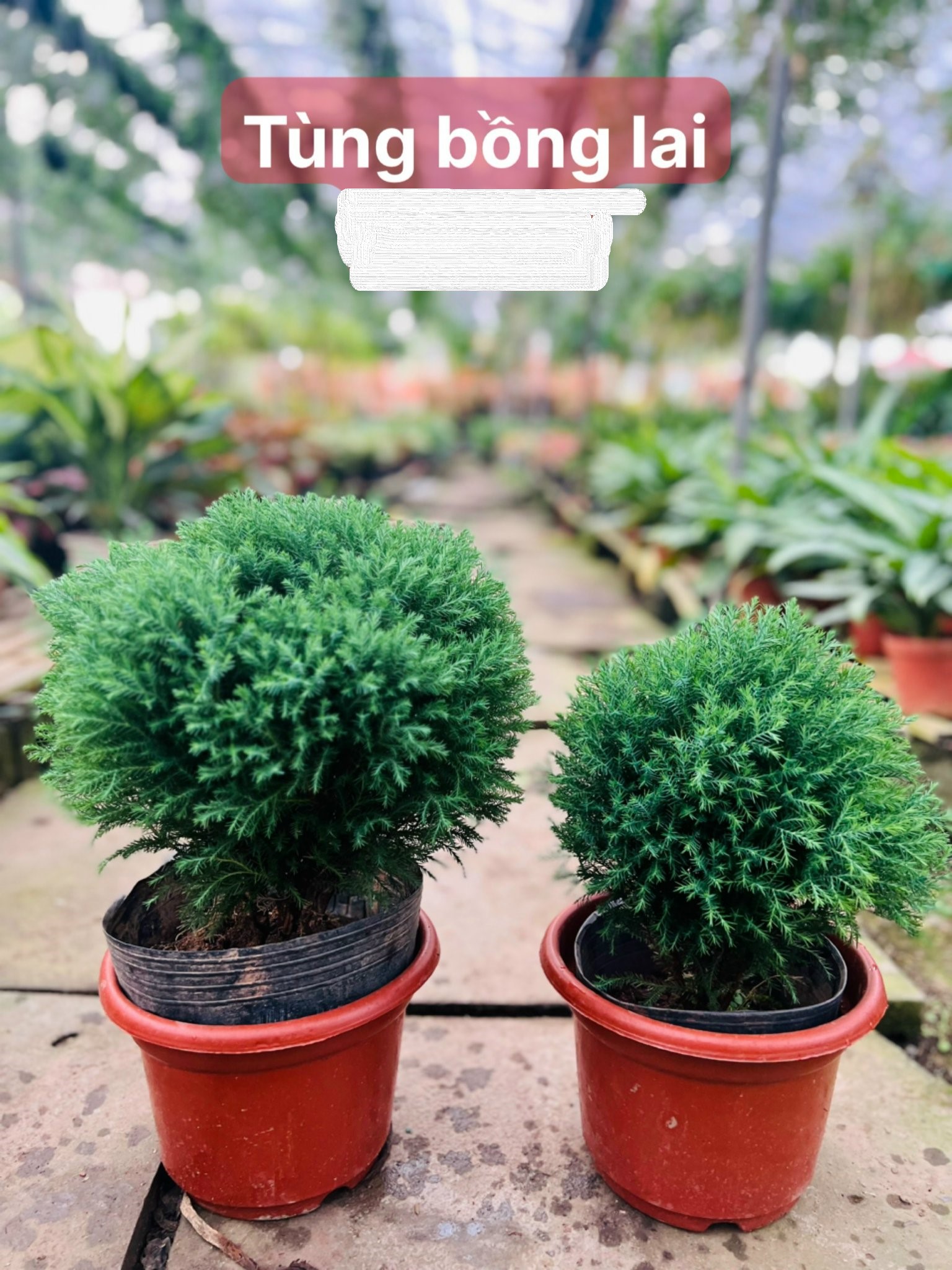 tùng bồng lai 65-75