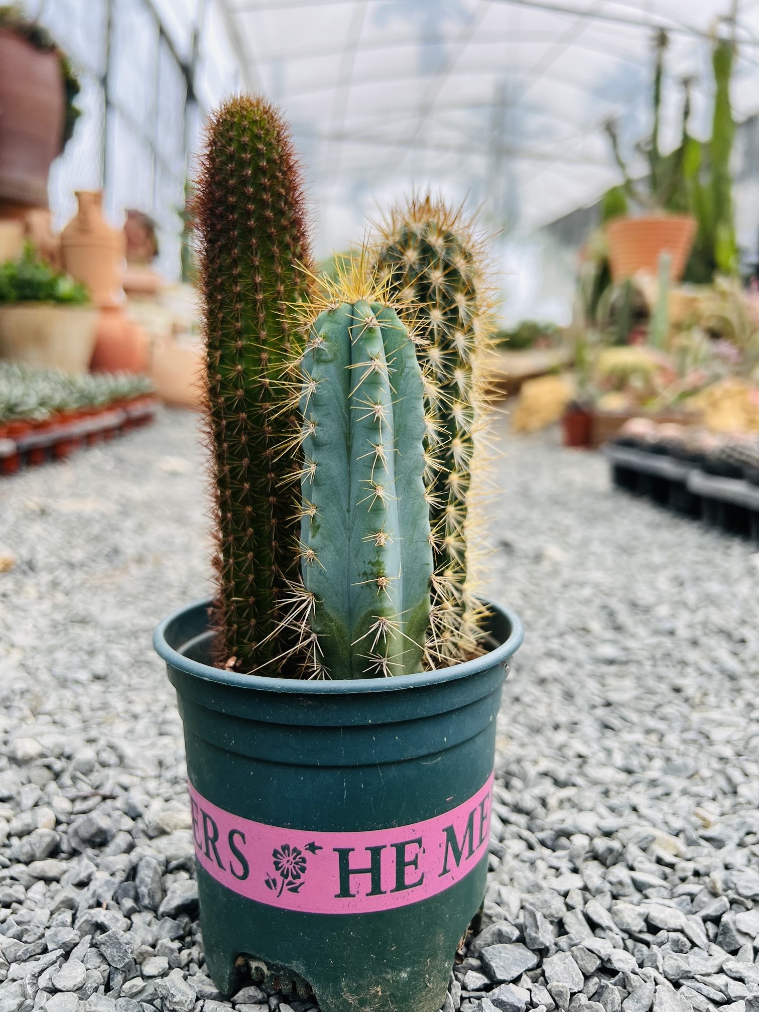 xương rông trụ 3 thân 75k