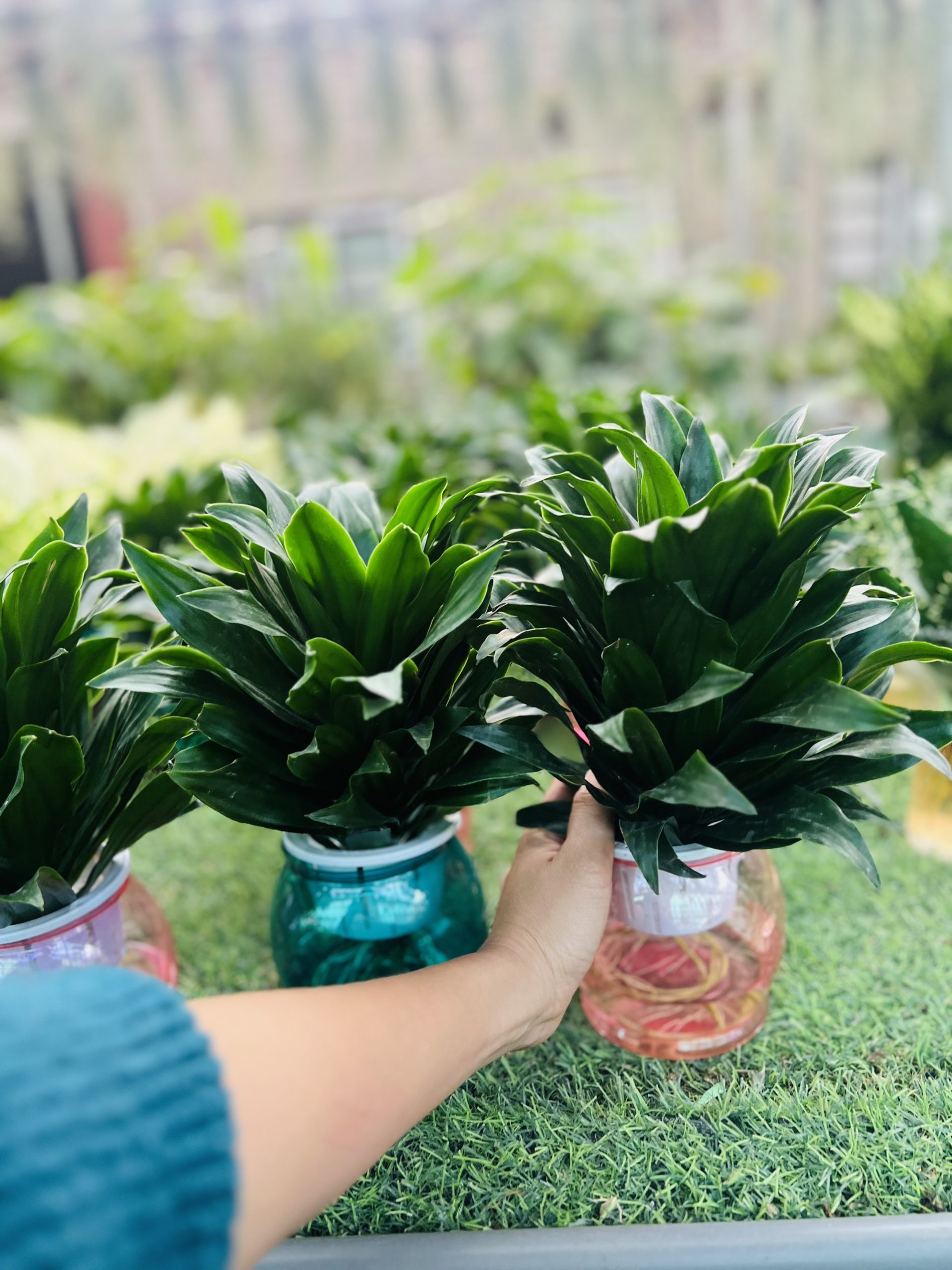 z5042401244128_d9869c048eb71d3ce4751ba70a25b3ff