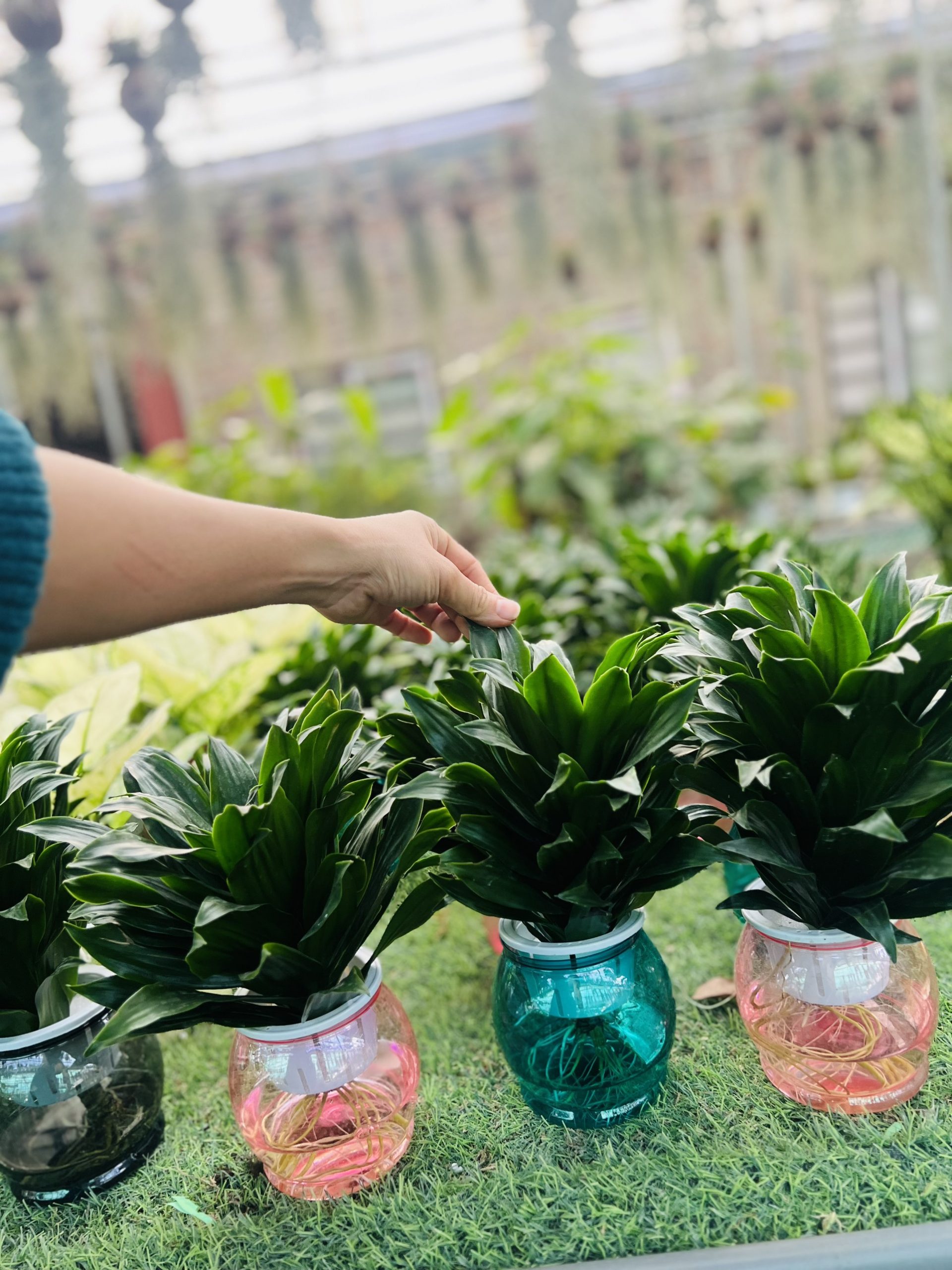 z5042401248034_72a22d8ed40ba9efb9a7d2c2db453d95