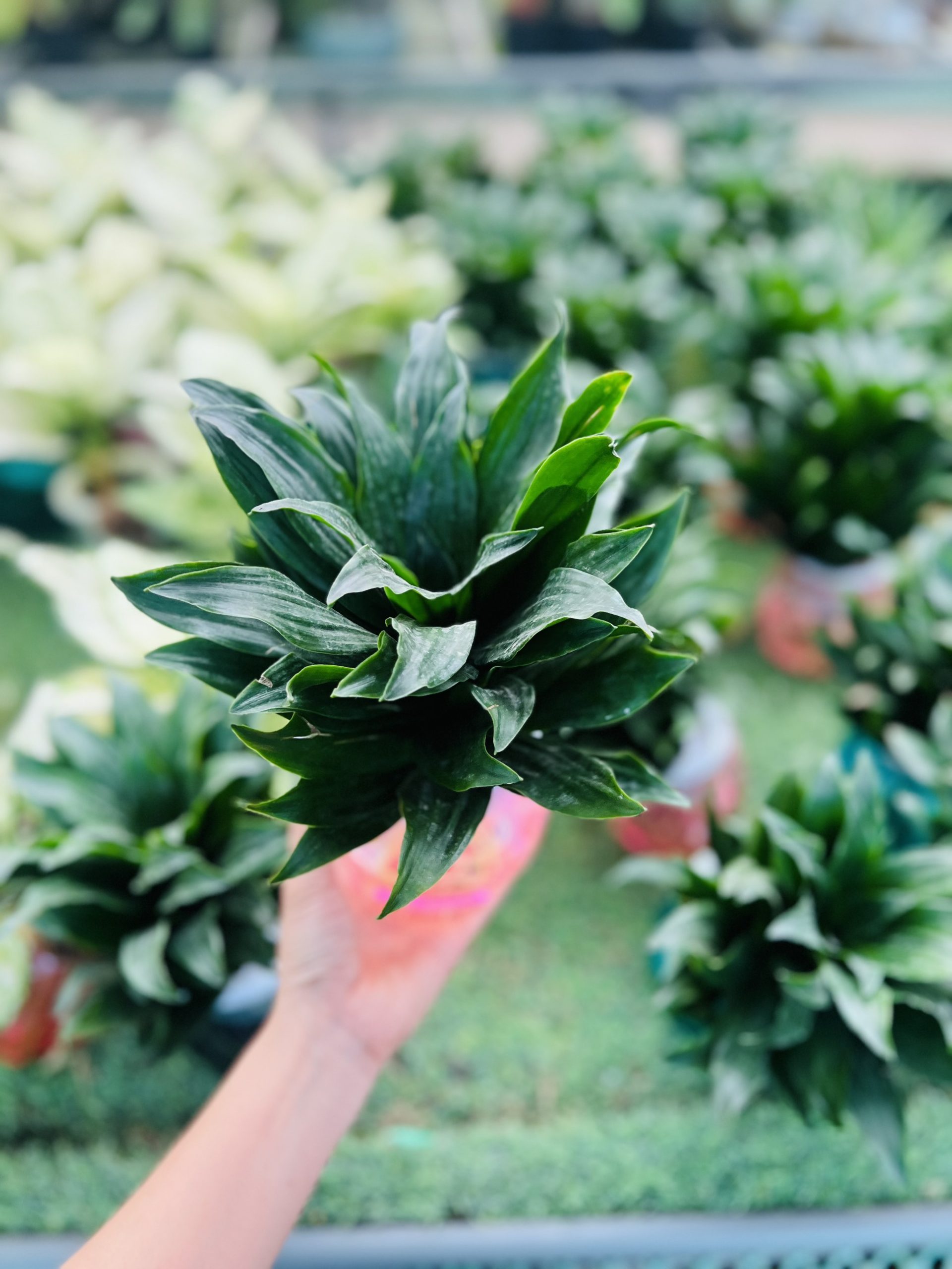 z5042401251180_b3b2d9bad6bb0234eca3086a5f3ae014