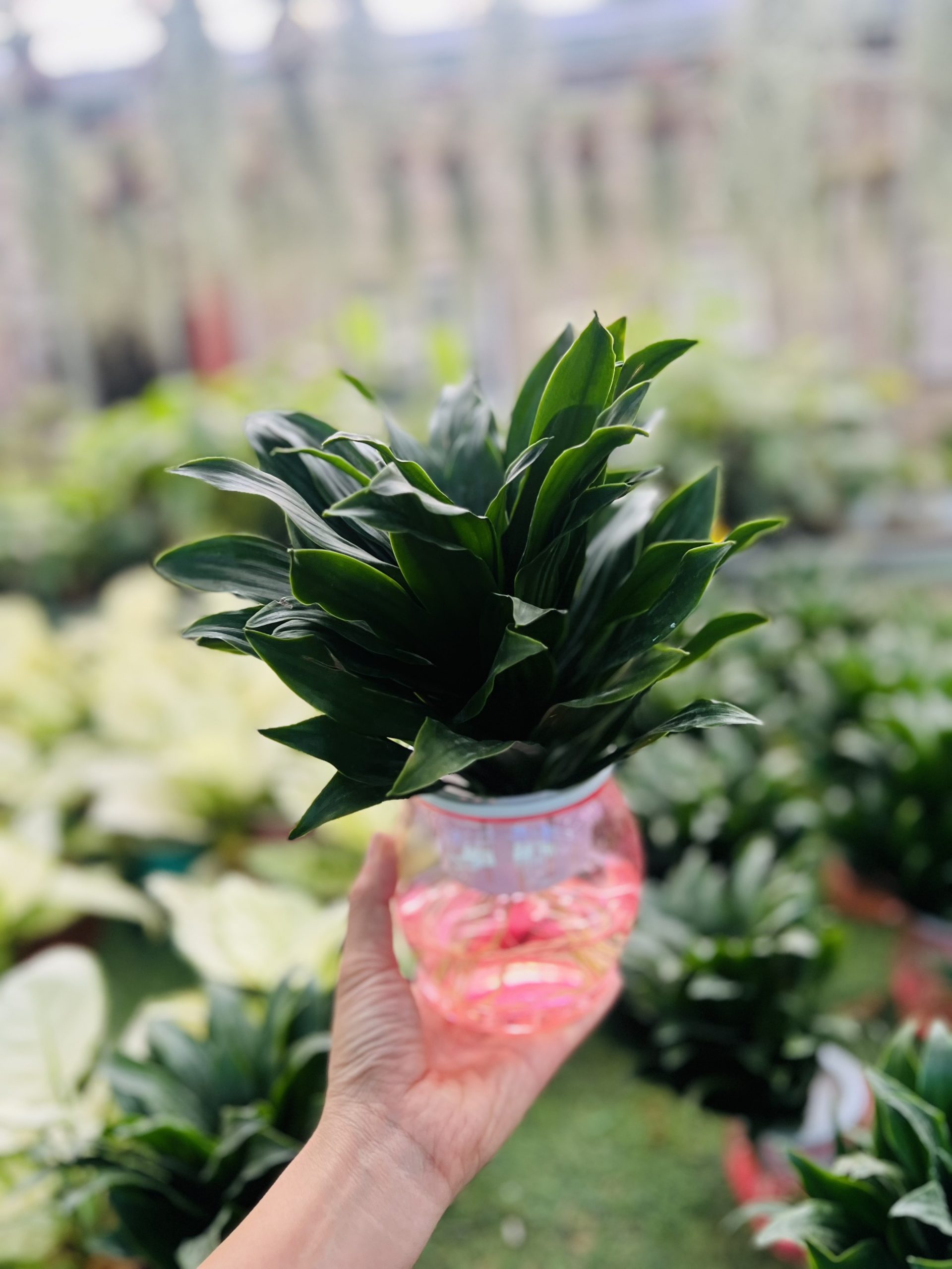 z5042401255417_5800a1cd609a6c99a1beab5ad22b7443