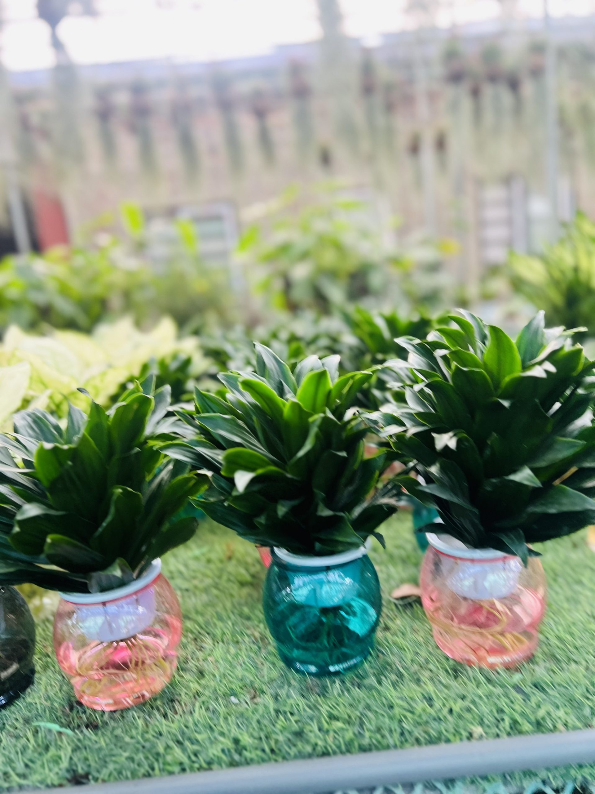 z5042401260074_24928aaad5a62b78773f61ba704c8122