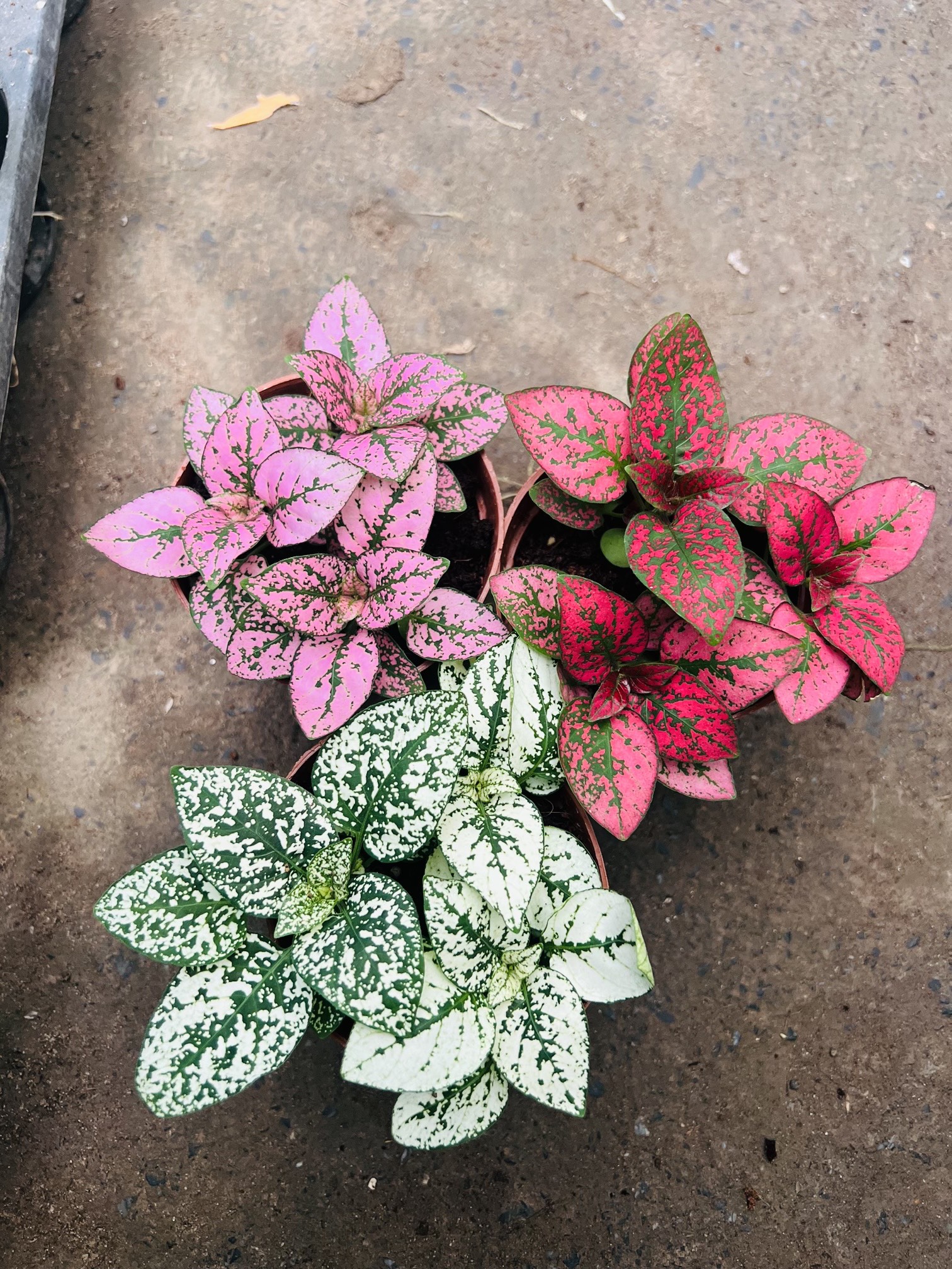 z5042451465744_cbae4cb9bf01464e48f0753e78c82dc5