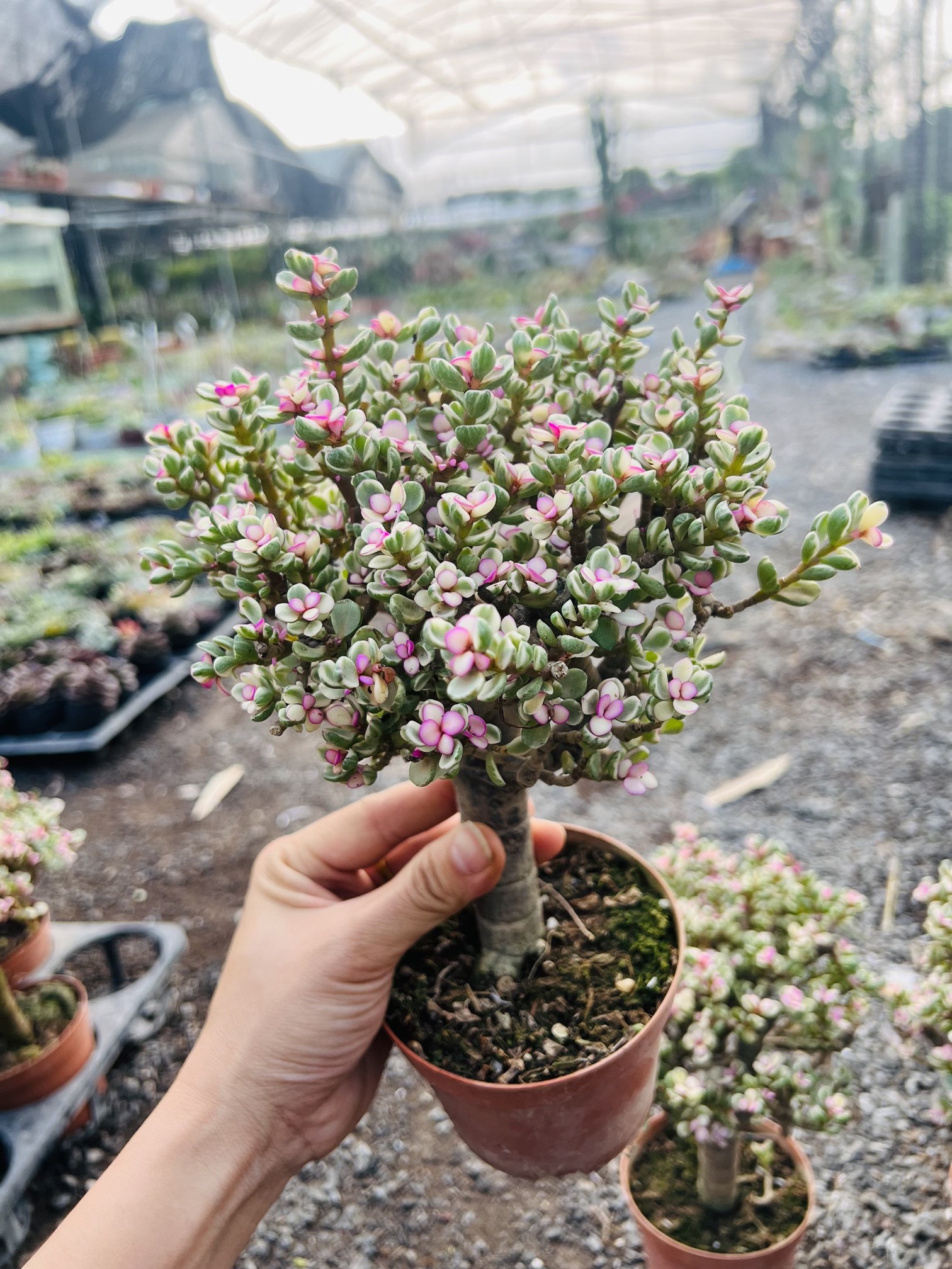 z5042472833306_4bf94bcc19ae61f029b30a2fcdcffdea