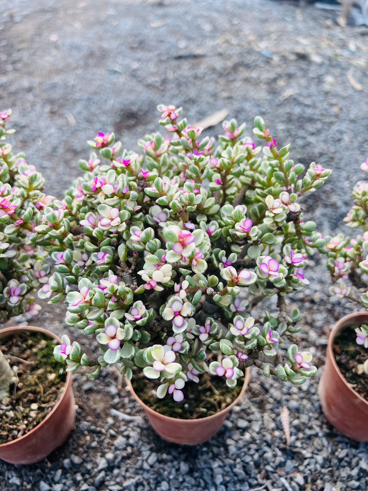 z5042472873840_a8644a1341659db34ed3c34f2dbda4a9