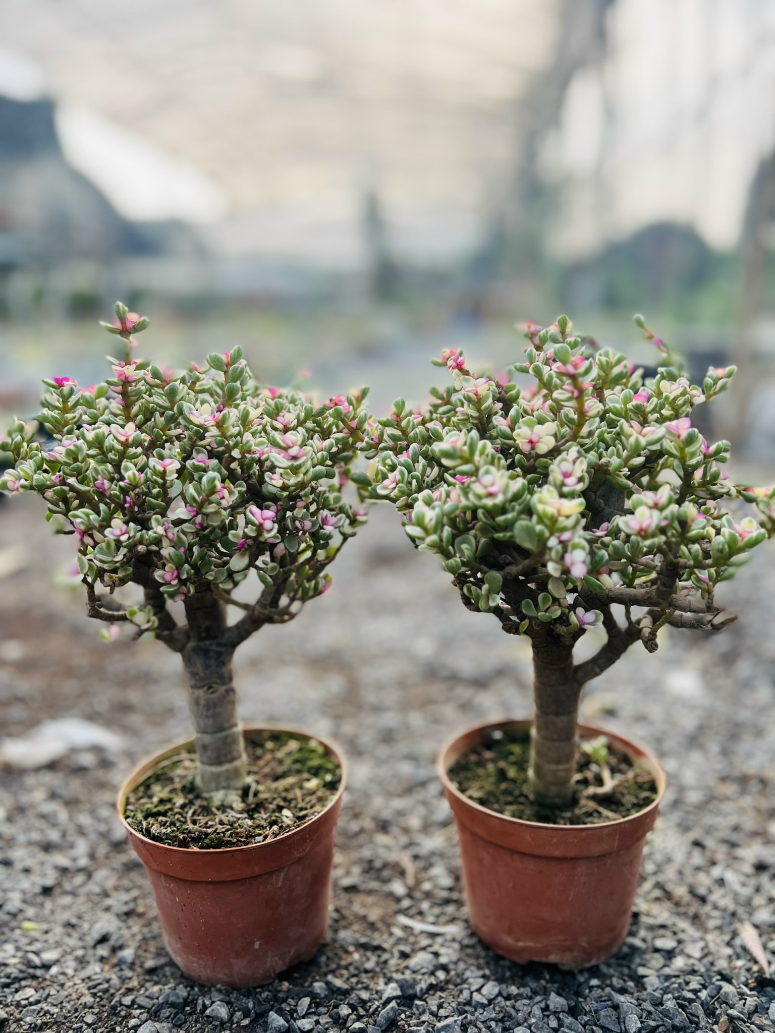 z5042472922625_85fc63817d3c013cc34c789c14f71ece