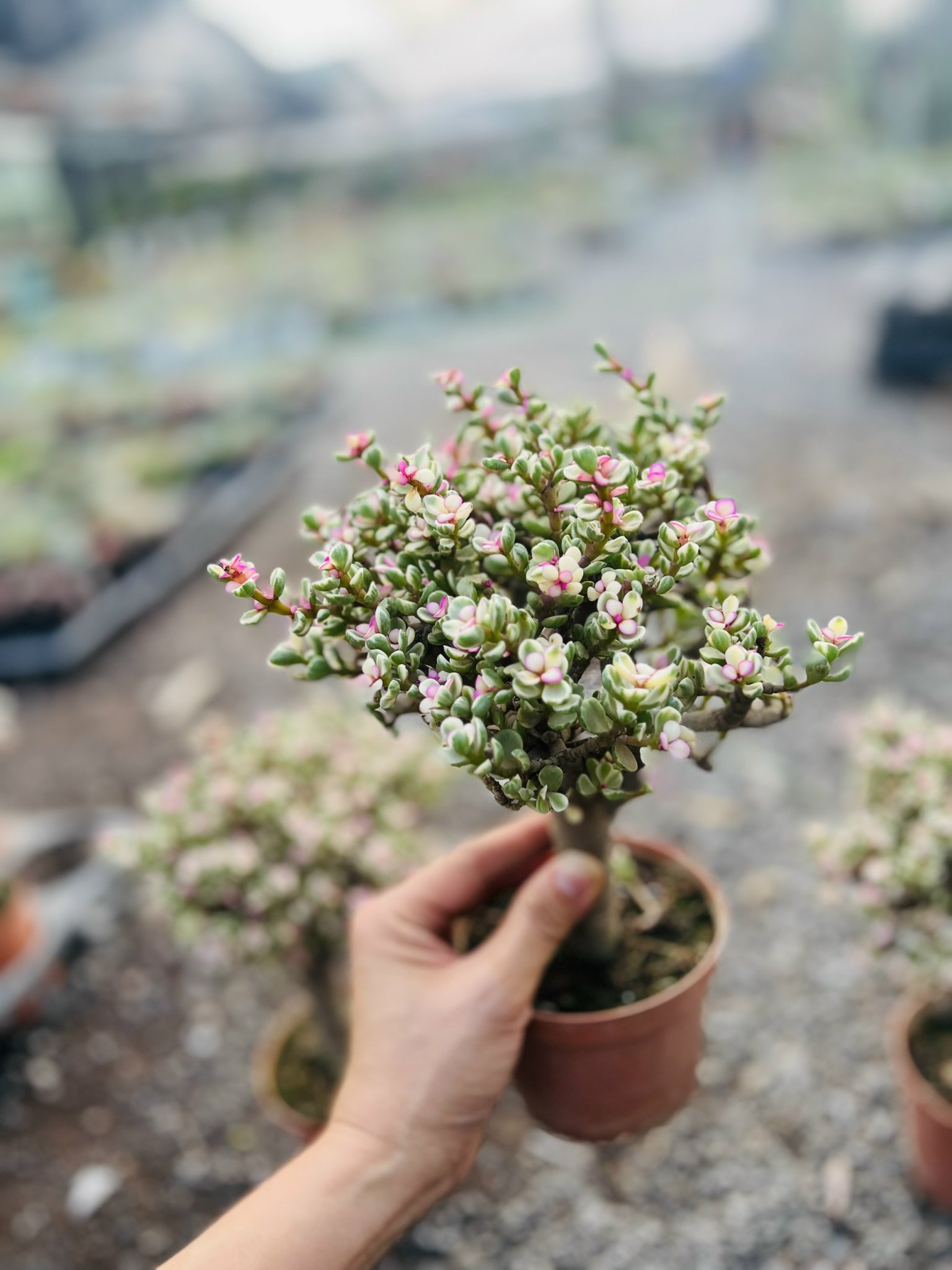 z5042472967531_56aea523b9a60f5bab96c5ed426236c7