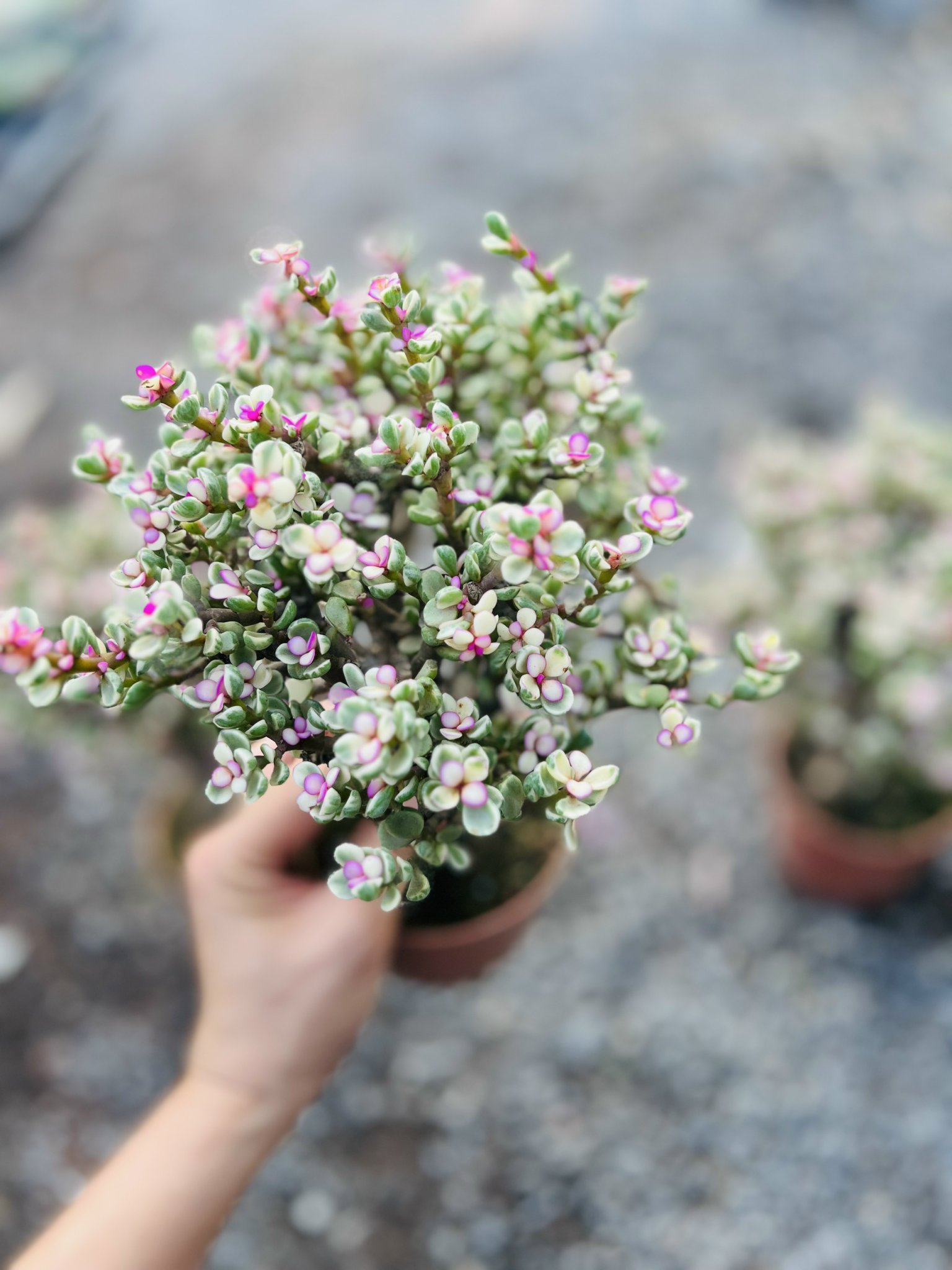 z5042473040667_a7202aa791a52606e52295d3f4a4d306