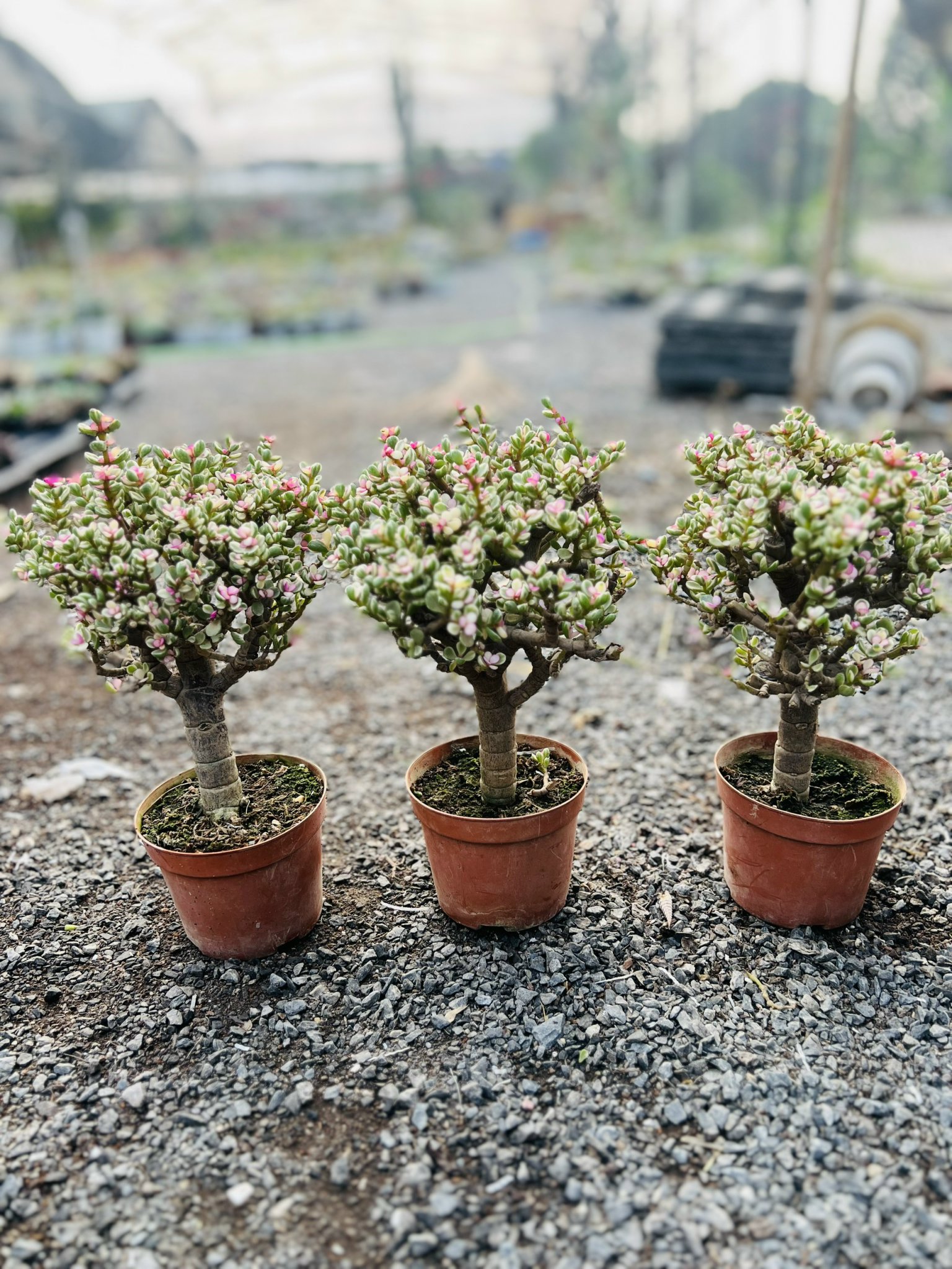 z5042473053304_0984acdb3ba199e0f97a0244cf3aa837