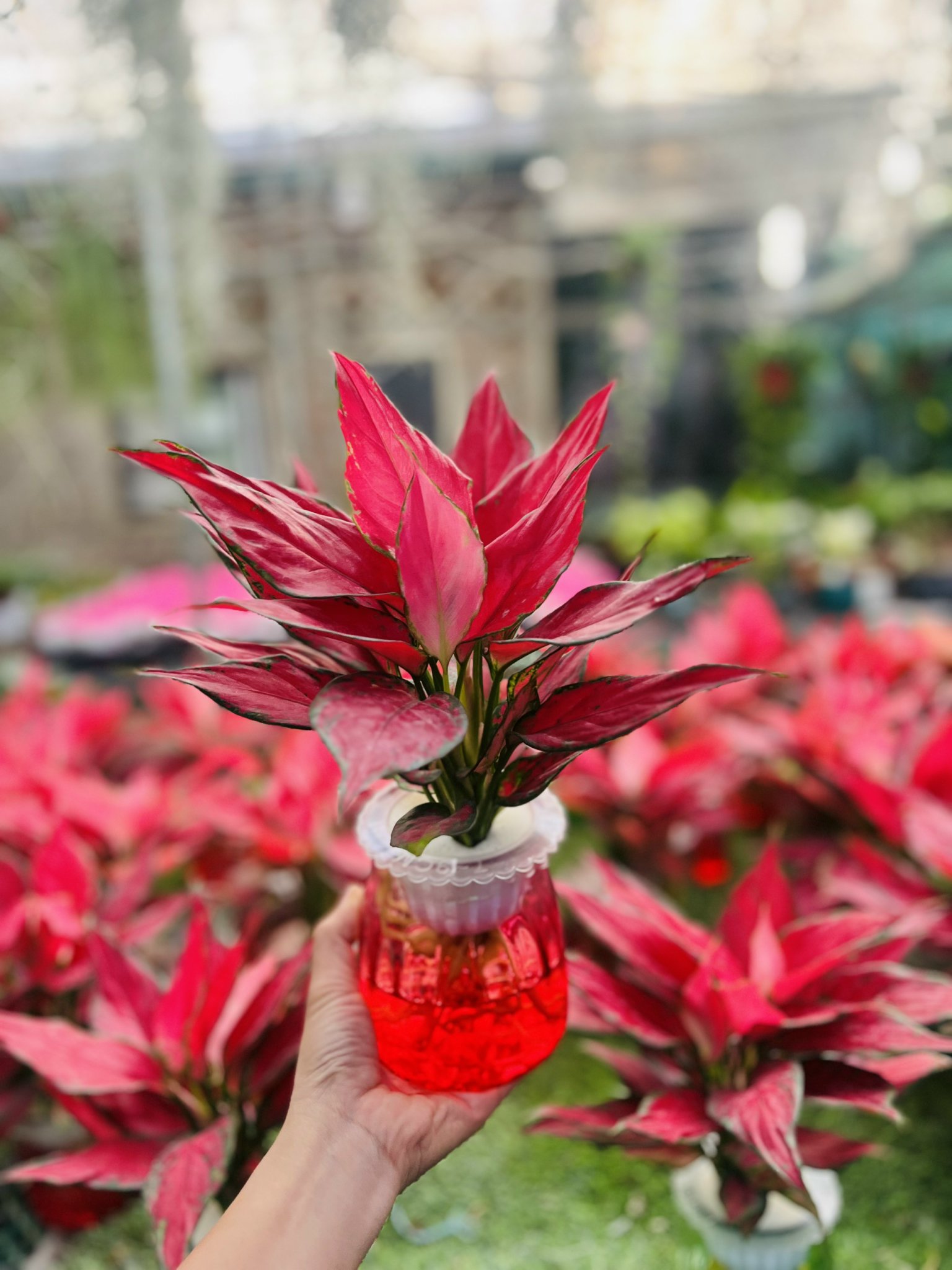 z5042633932561_096bf2edaf4075bd7807ad66c206c842