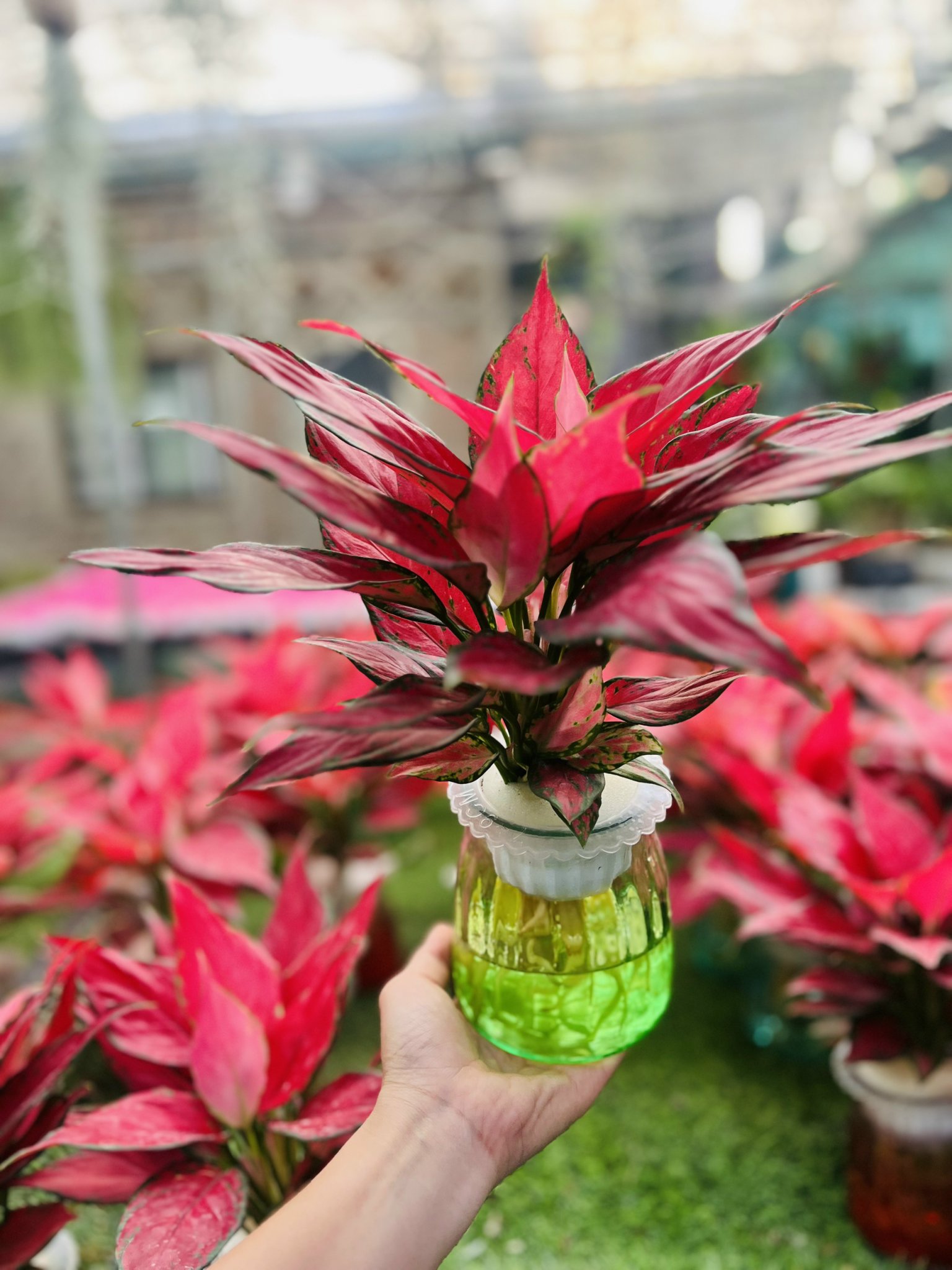 z5042633932691_e61c0172a1c5b7a4537399c82d512d8c