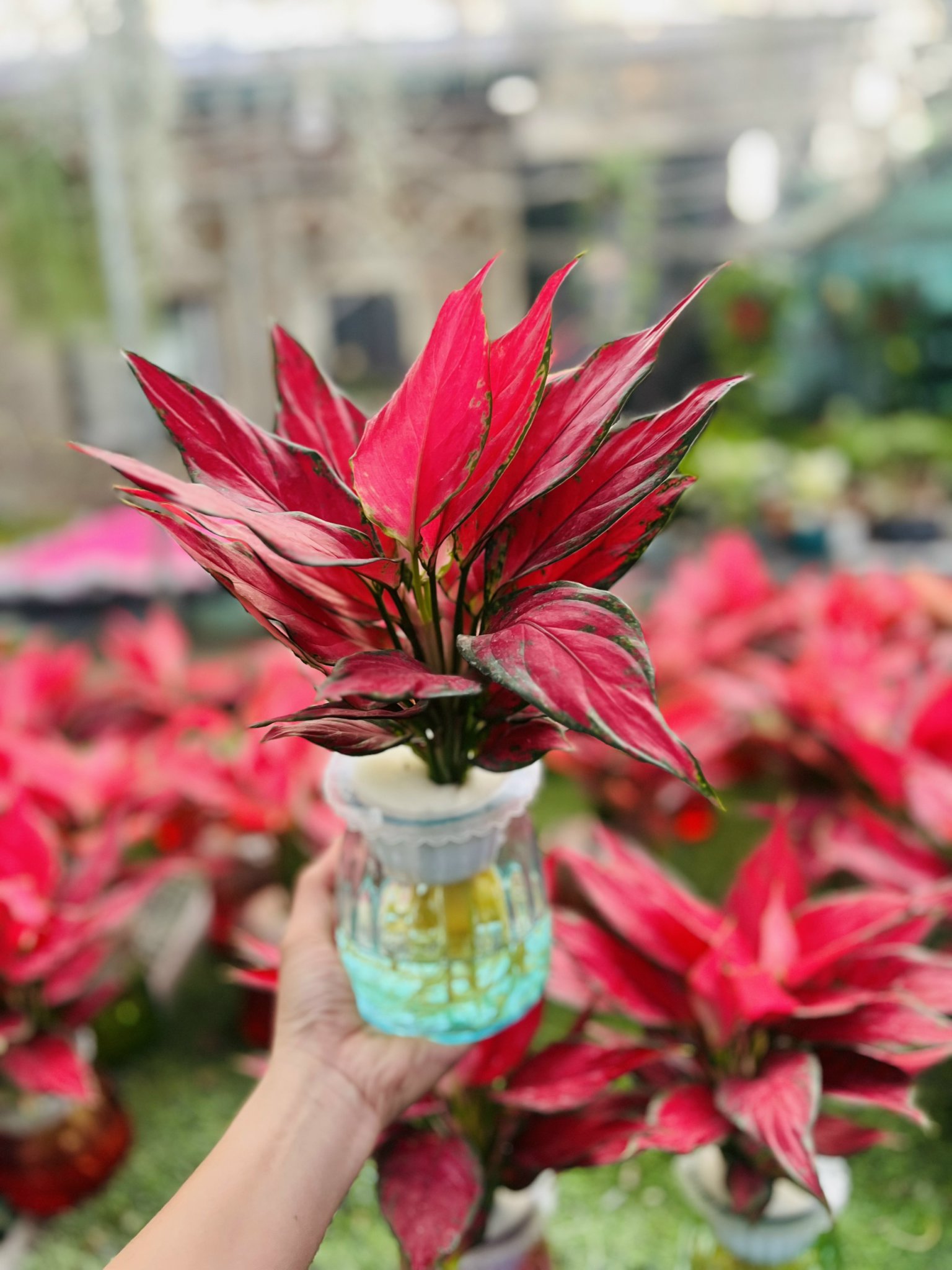 z5042633938660_5f529cf5c00375a425a722338525c801