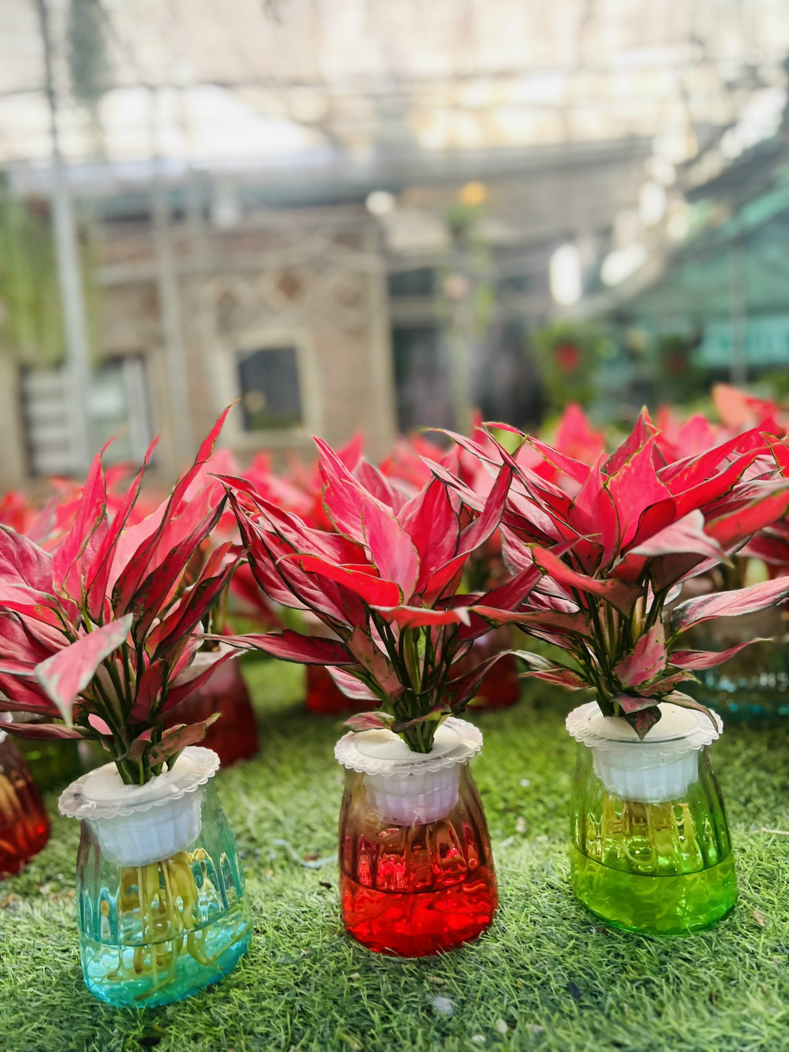 z5042633944879_d8532366b4c417a98580b6f9185c2534